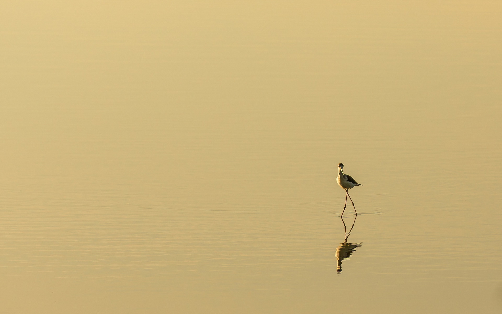 минимализм, вода, птица, обои скачать, Minimalism, water, bird, wallpaper download