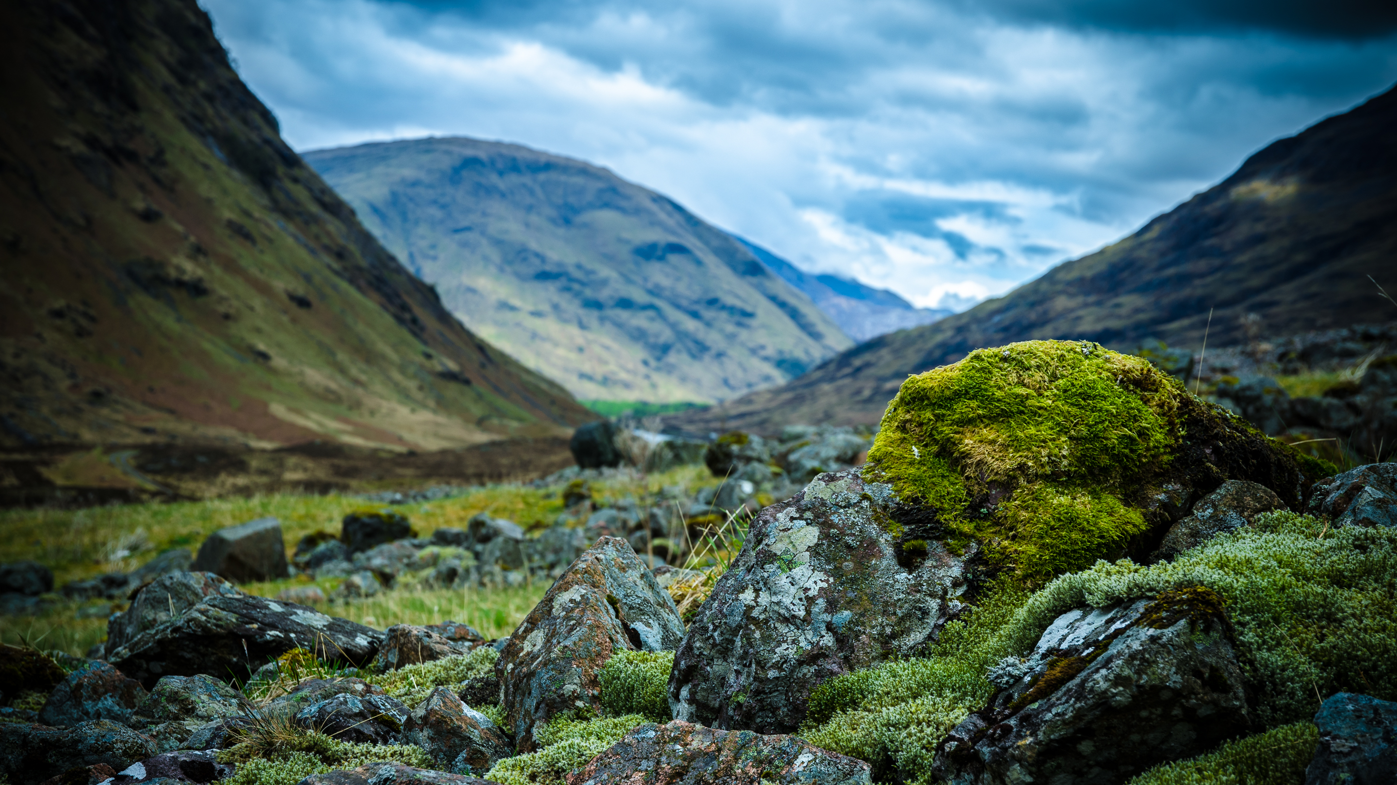 Шотландское нагорье, scottish highlands, растения, природа, красивые обои