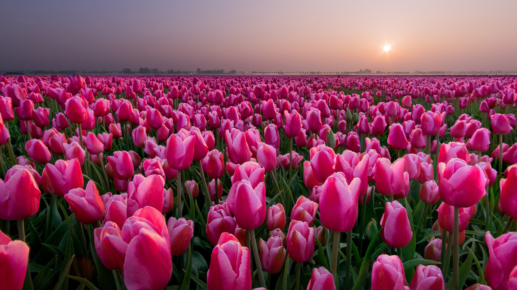 Нидерланды, поле тюльпанов, цветы, закат, вечер, розовые тюльпаны, красота, пейзаж, Netherlands, field of tulips, flowers, sunset, evening, pink tulips, beauty, landscape