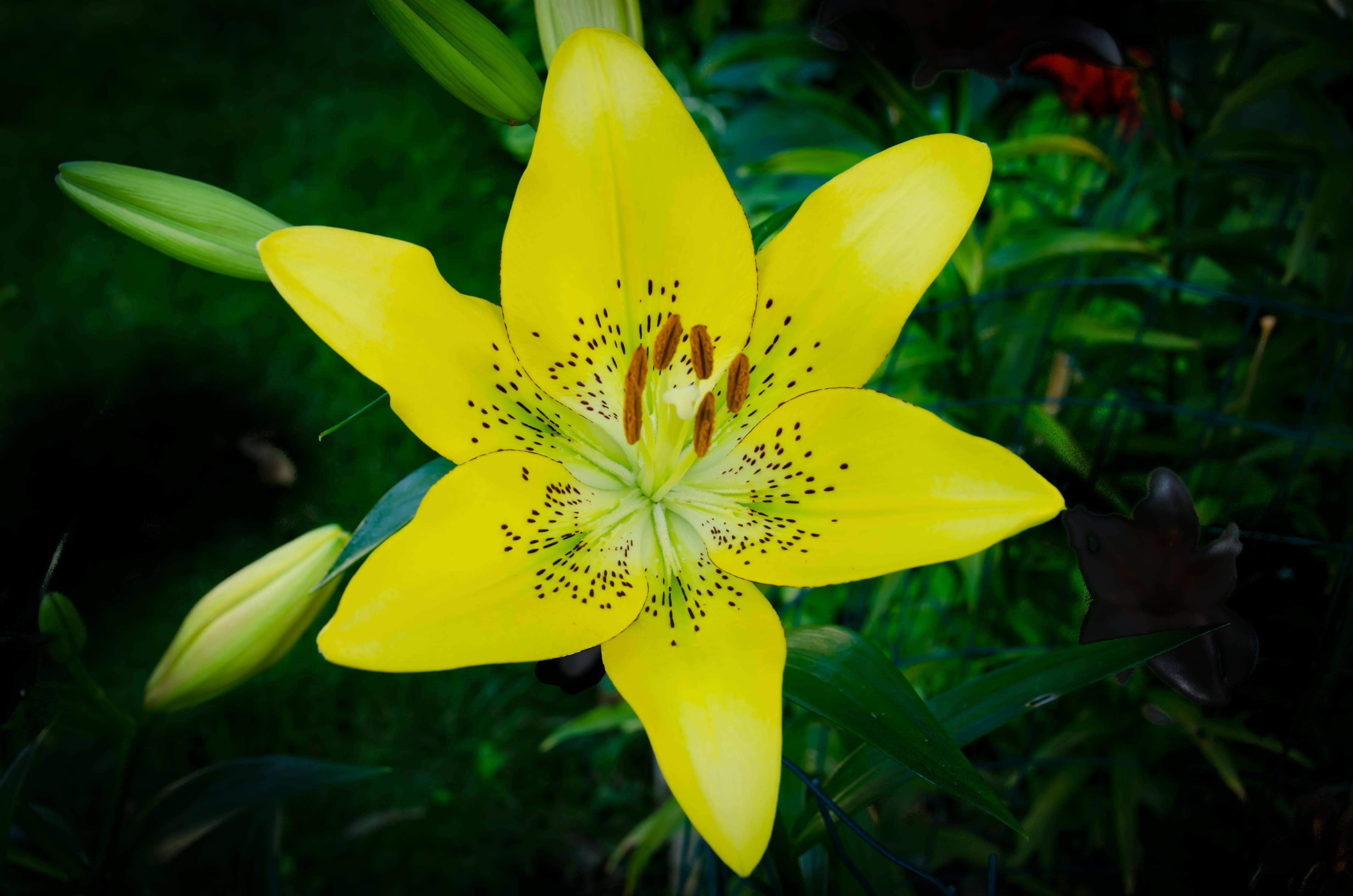 Фото бесплатно жёлтая лилия, цветок