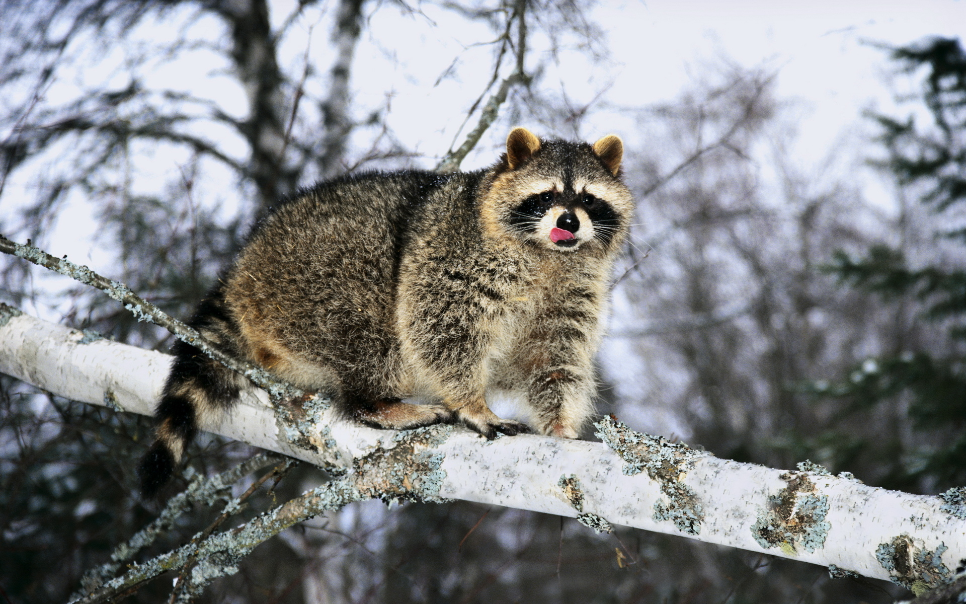 raccoon on tree, animal, fur, branch, winter, енот на дереве, животное, мех, ветка, зима,