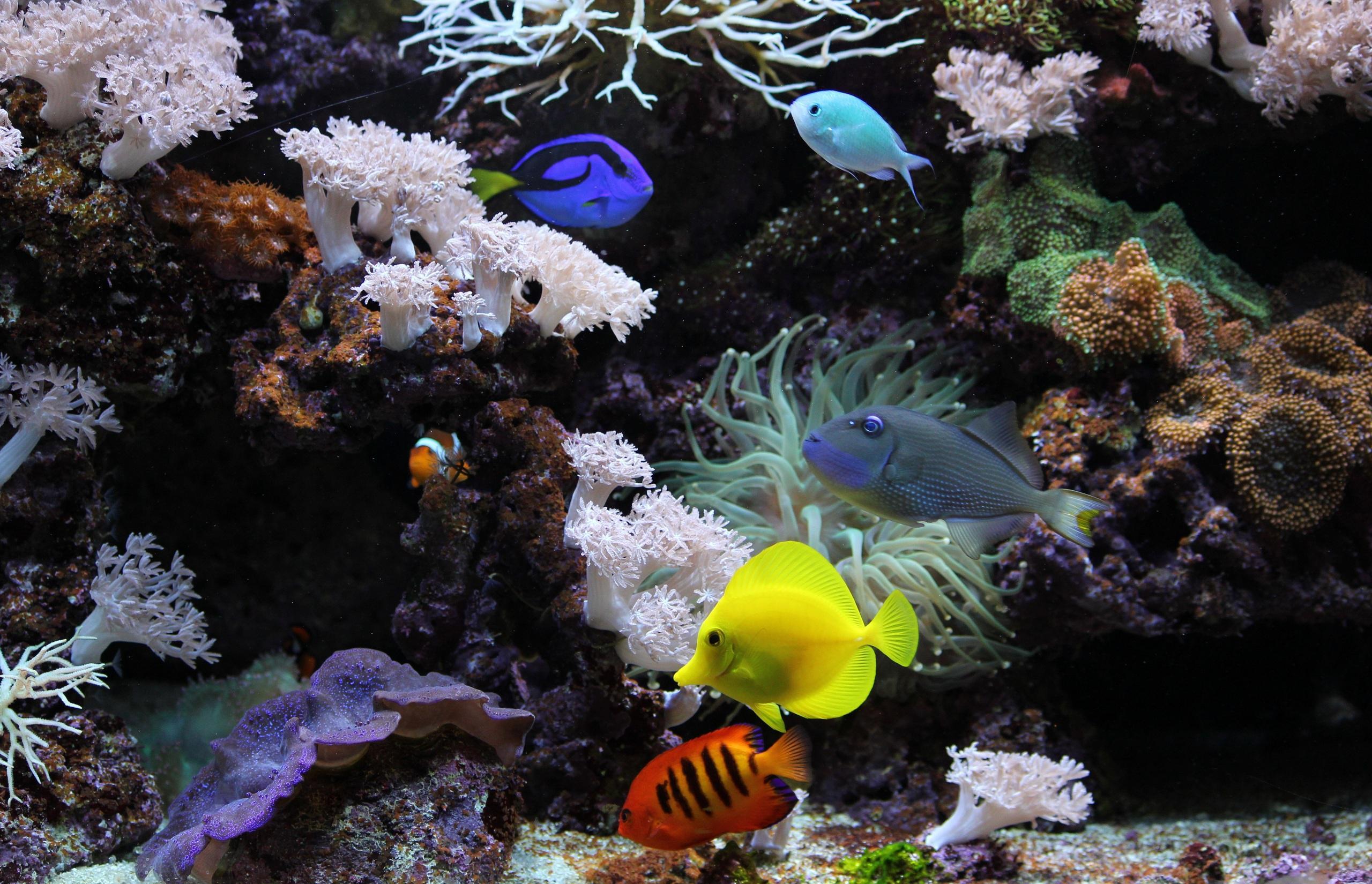 Подводный аквариум, экзотические рыбки, коралл, с высоким разрешением изображения, Underwater aquarium, exotic fish, coral, high-resolution images