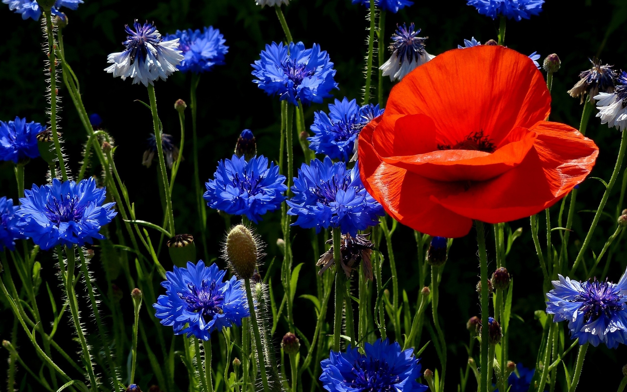 полевые цветы, голубые волошки, красный мак, яркие обои, Field flowers, blue hairs, red poppy, bright wallpaper