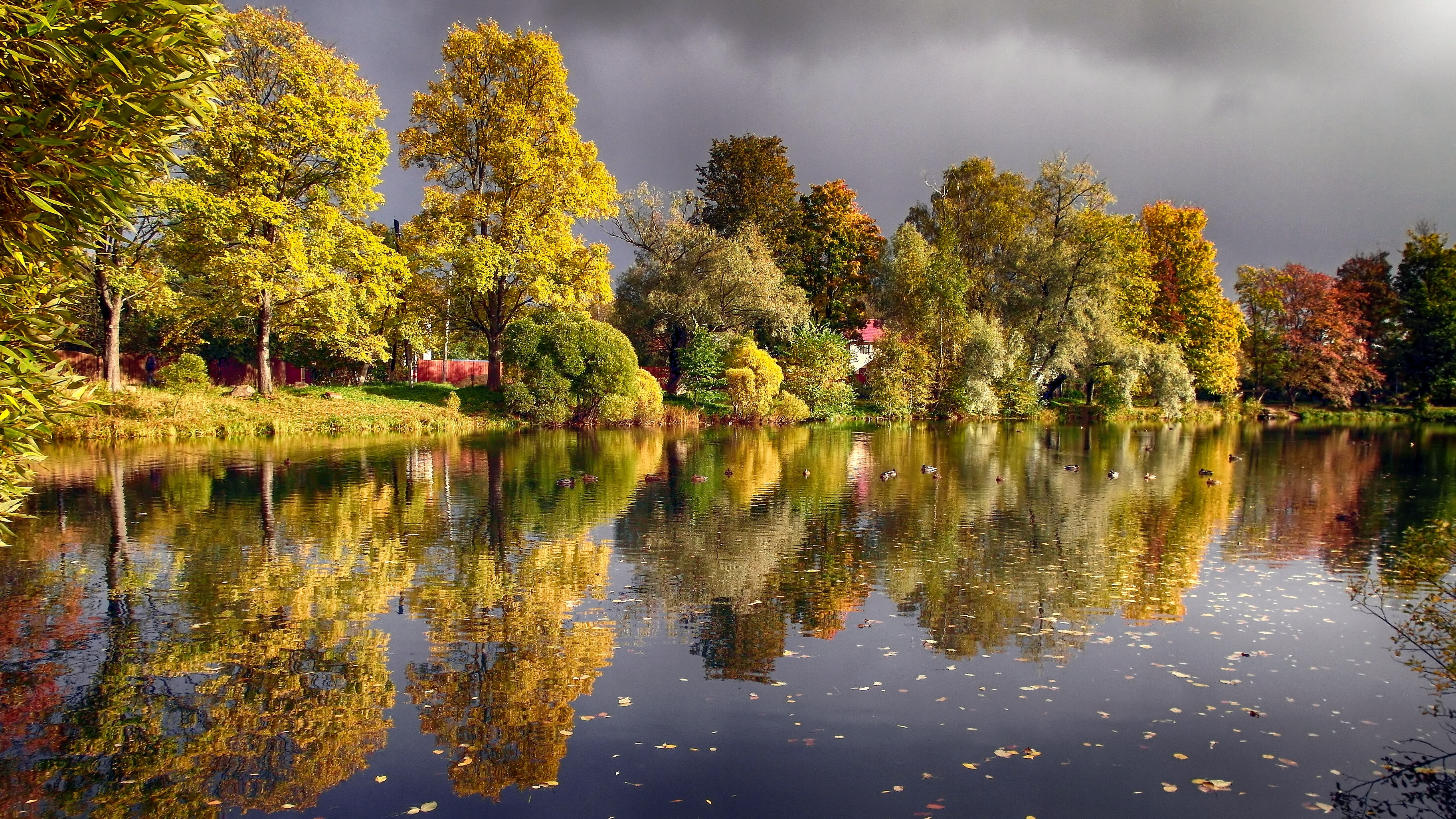 осенний пейзаж, озеро, отражение деревьев в воде, утки, желтые листья, autumn landscape, lake, reflection of trees in the water, ducks, yellow leaves