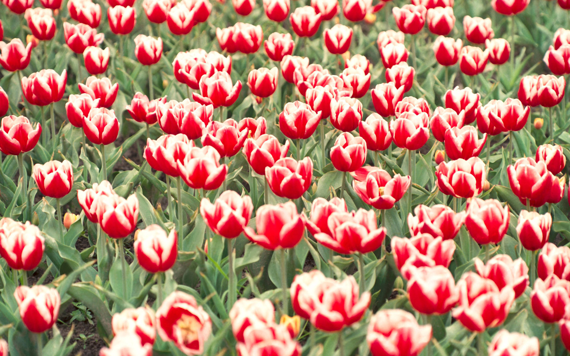 Поле тюльпанов, красно-белые, цветы, фото, заставки, хорошее качество, Field of tulips, red and white, flowers, photo, wallpaper, good quality