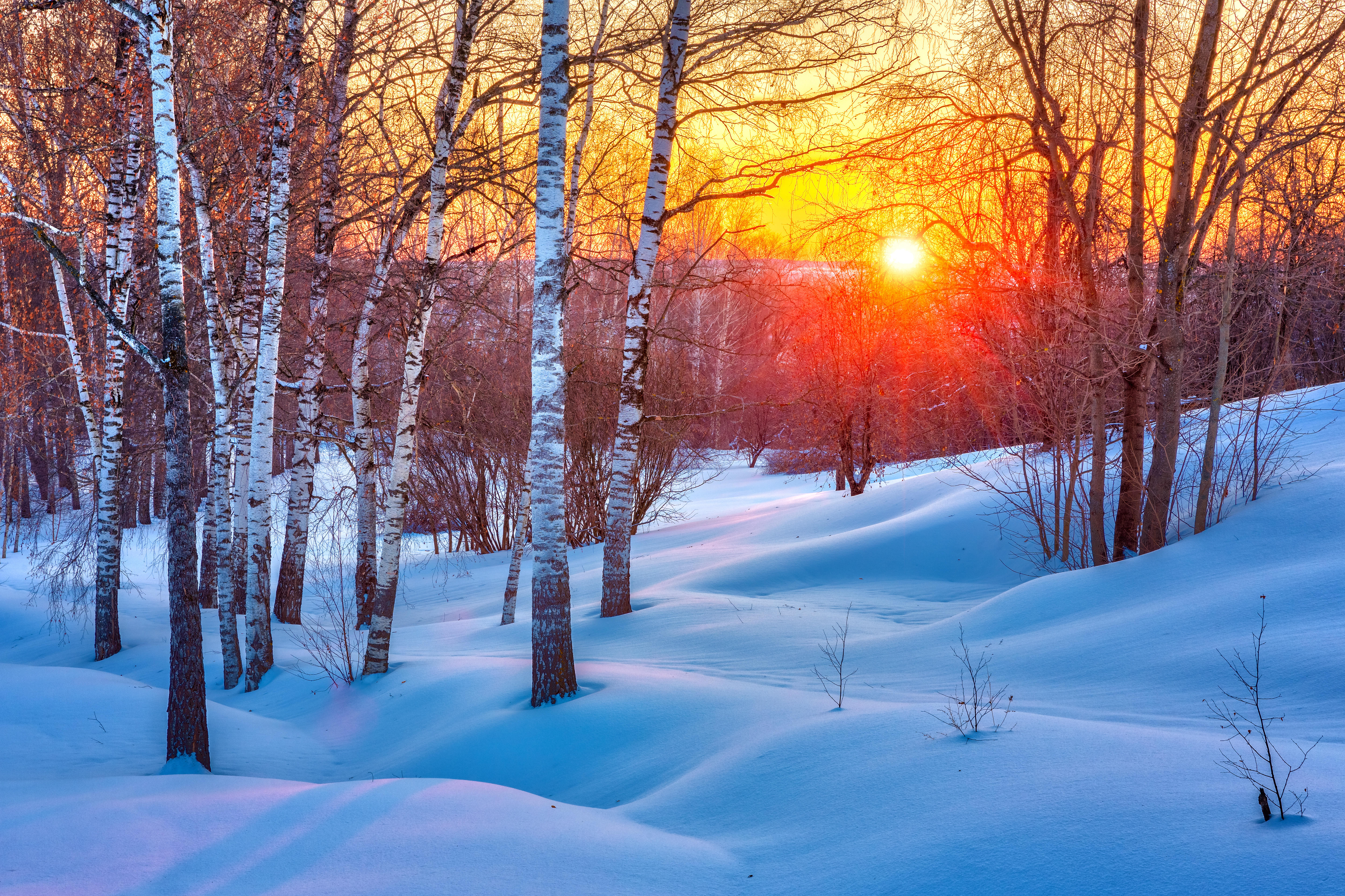 Фото бесплатно снег, деревья, вечер, солнце, закат, берёзы, зима, природа