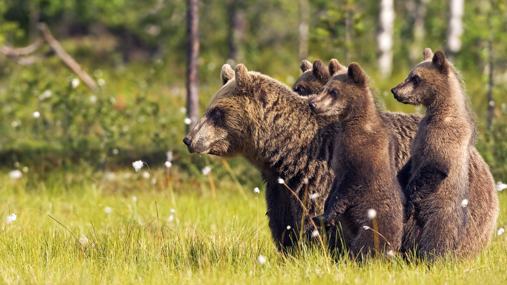 медведи бурые, дикие животные, brown bears, wild animals