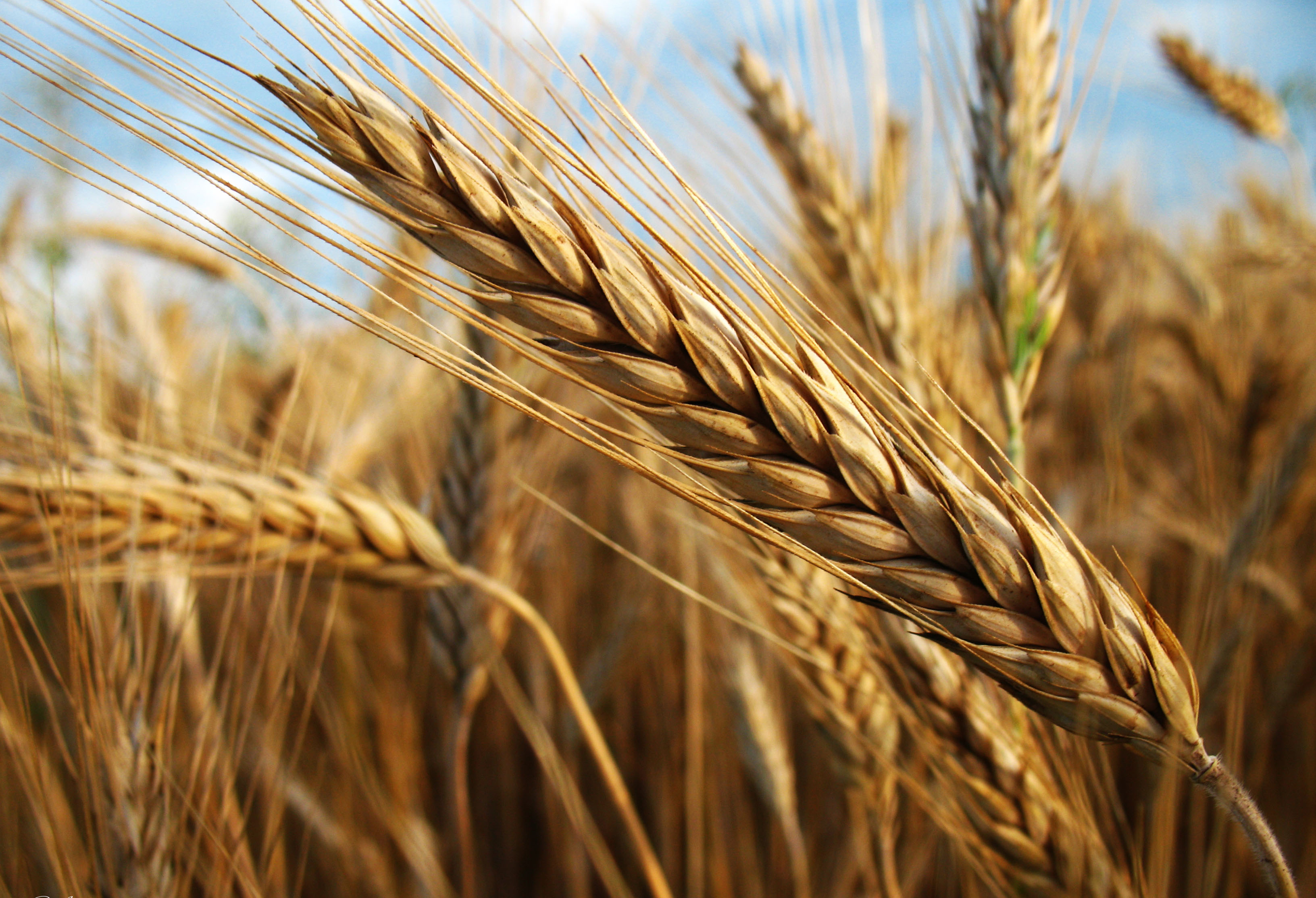 спелый колос, 4К обои, пшеничное поле, жатва, макро, природа, обои для   Apple iPhone