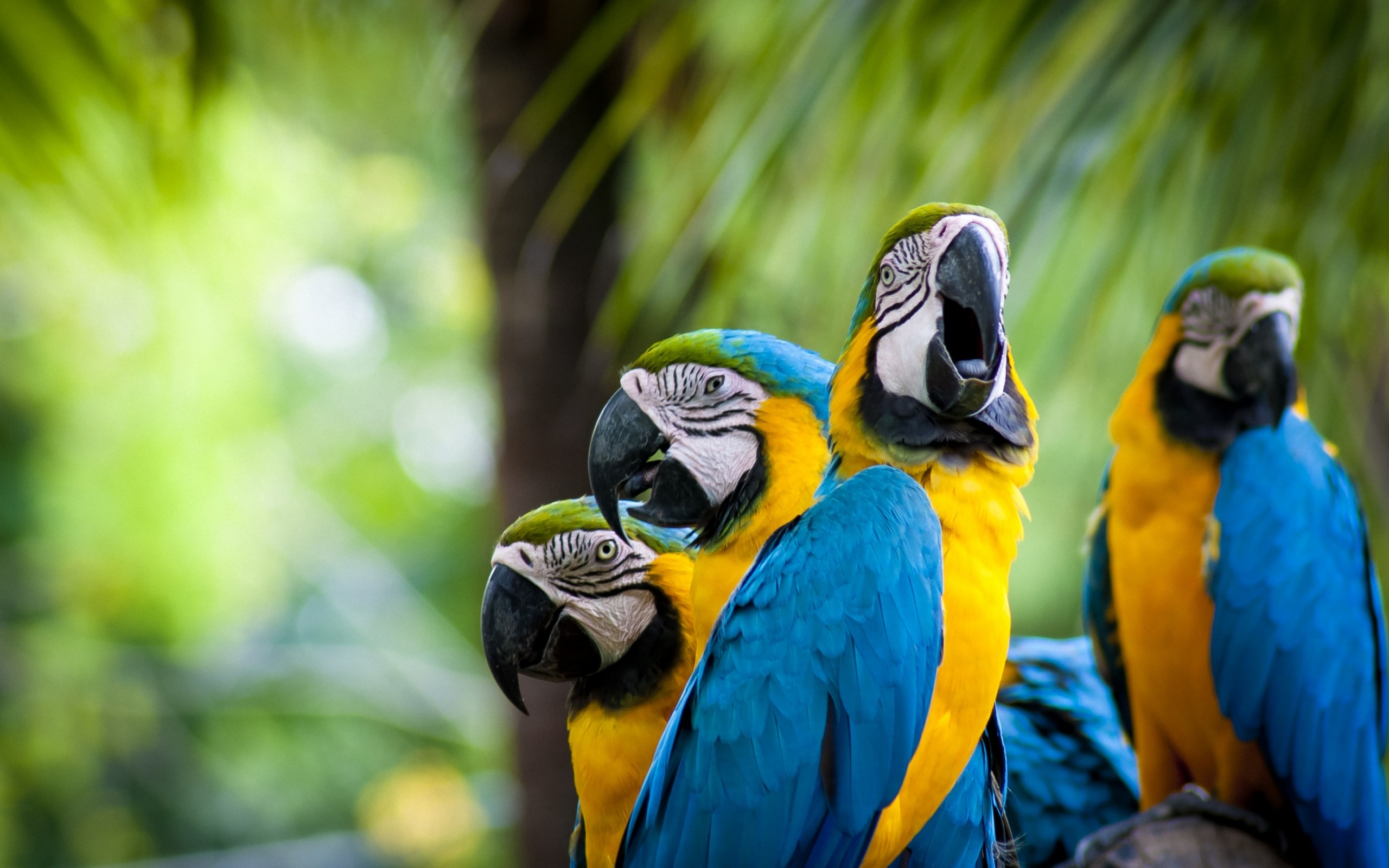 желто-голубые попугаи, ара, яркие птицы, размытость, фото, Yellow-blue parrots, macaw, bright birds, blur, photo