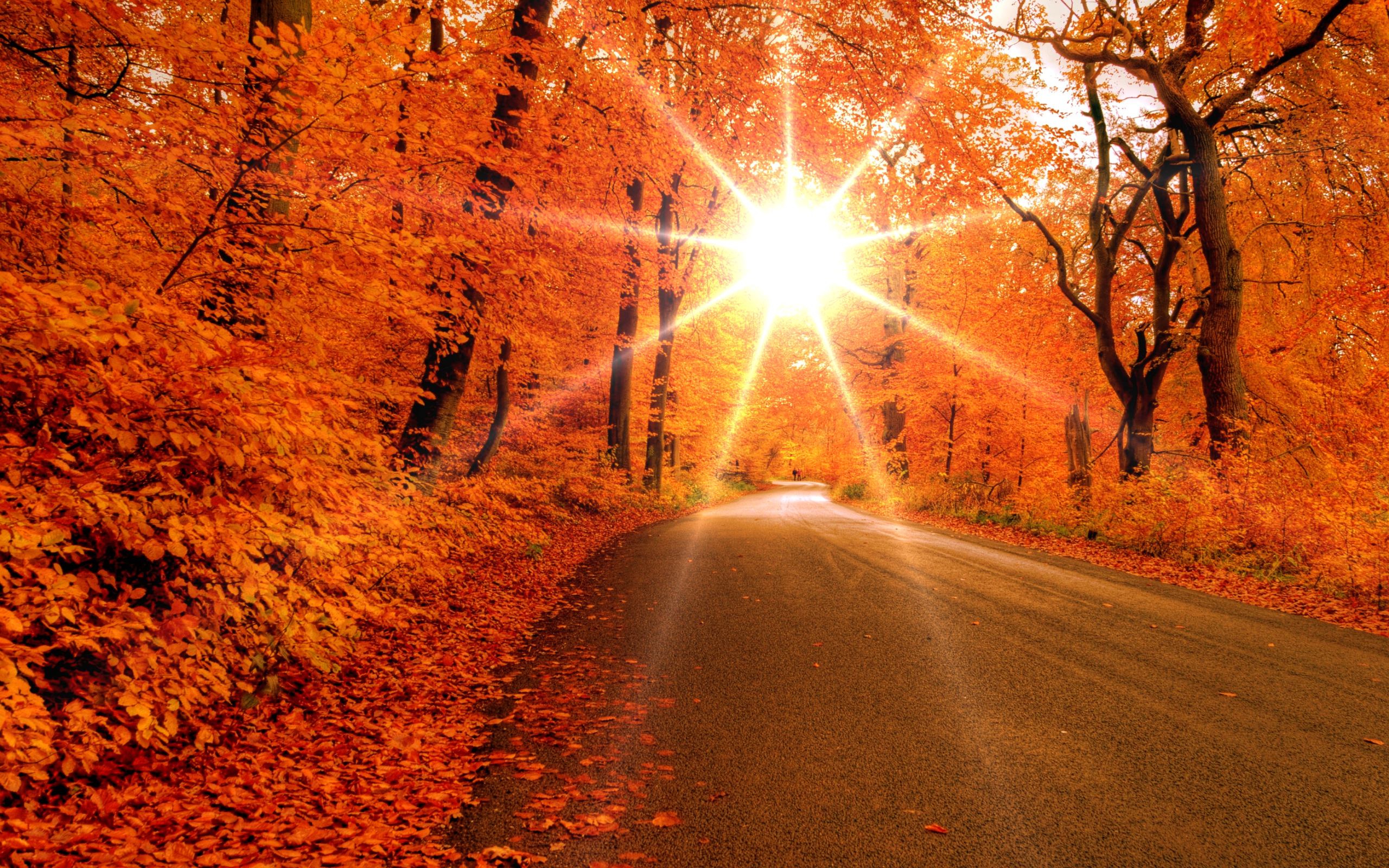 золотая осень, природа, солнечные лучи, дорога, деревья, кусты, опавшие листья, обои, Golden autumn, nature, sunrays, road, trees, bushes, fallen leaves, wallpaper
