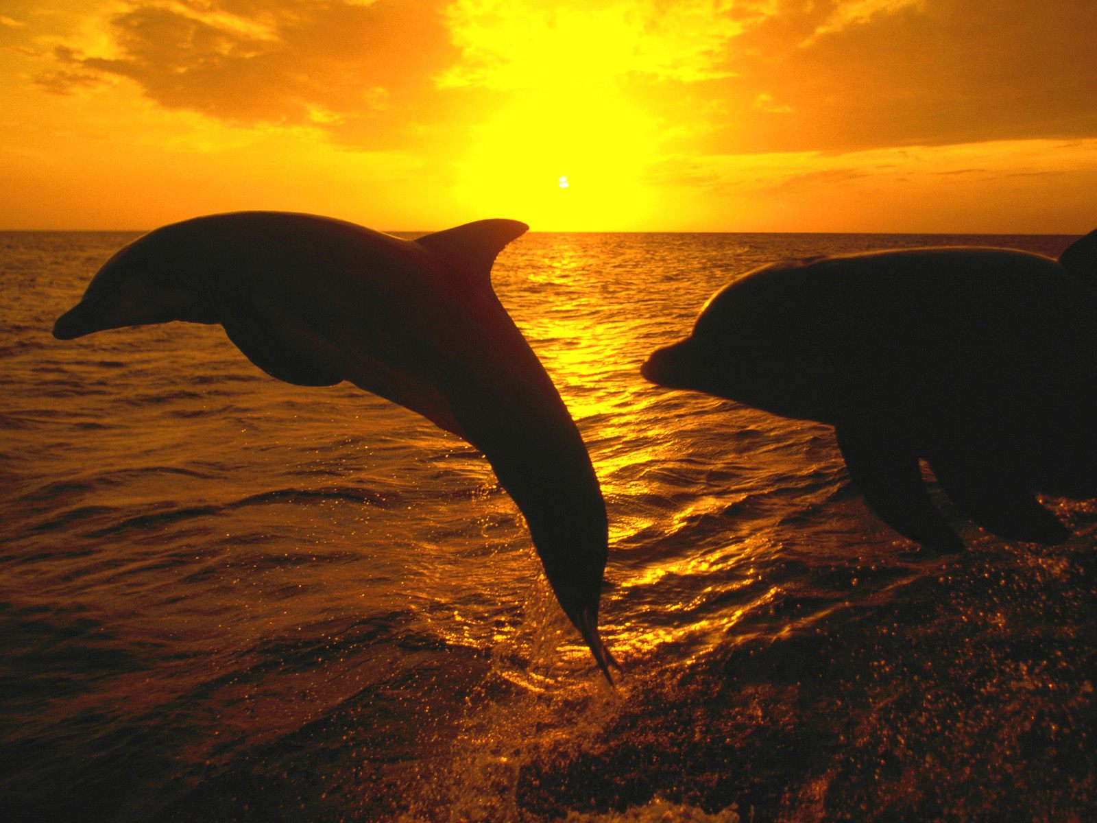 прыгающие дельфины, море, закат, дельфин над водой, Jumping dolphins, sea, sunset, dolphin above water