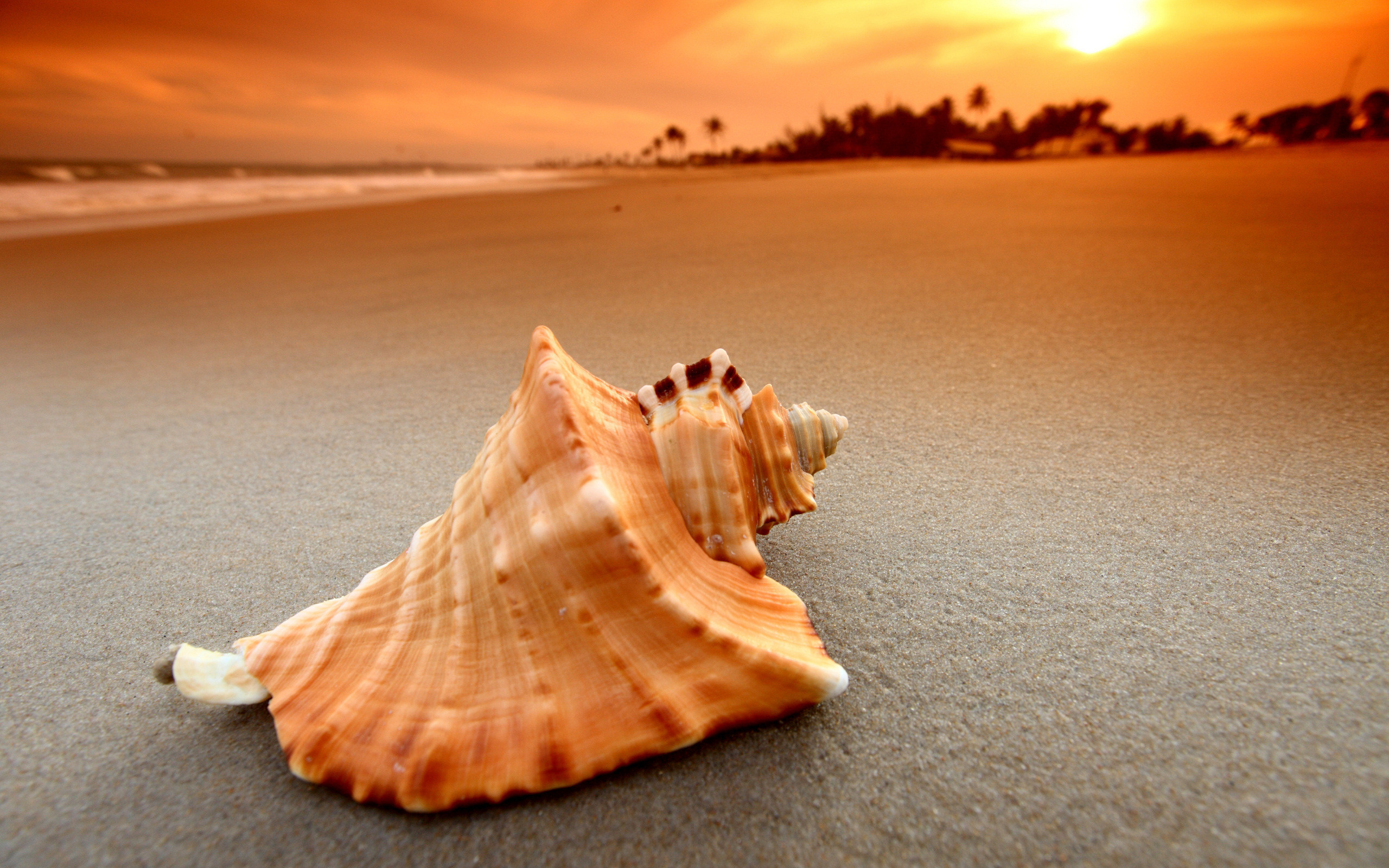 макро, ракушка на песке, закат, берег, красивые обои, मैक्रो, रेत में सूरज, सूर्यास्त, किनारे, सुंदर वॉलपेपर, macro, shell in the sand, sunset, shore, beautiful wallpaper