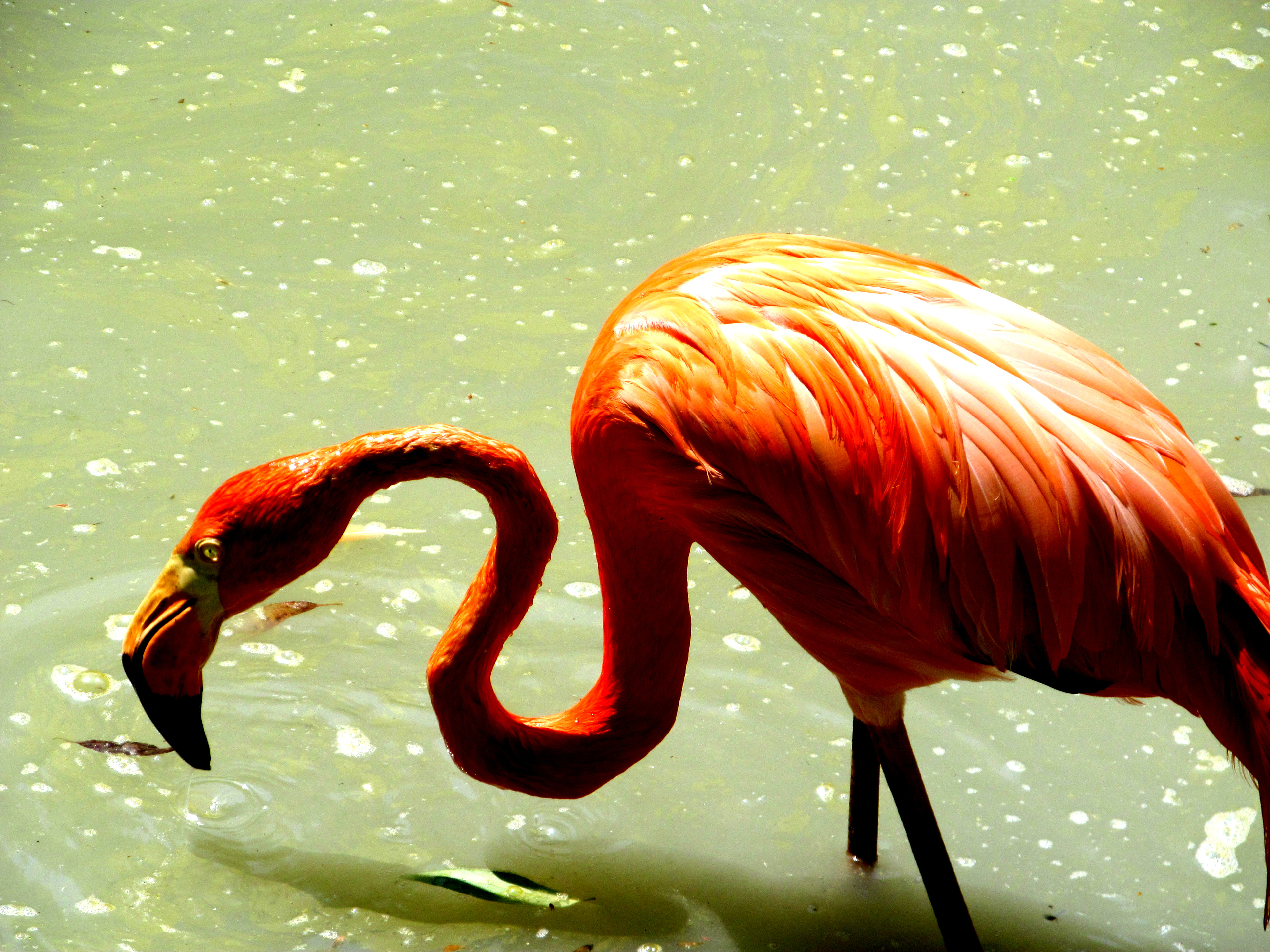 фламинго, пернатый, оранжевый, птица, водоём