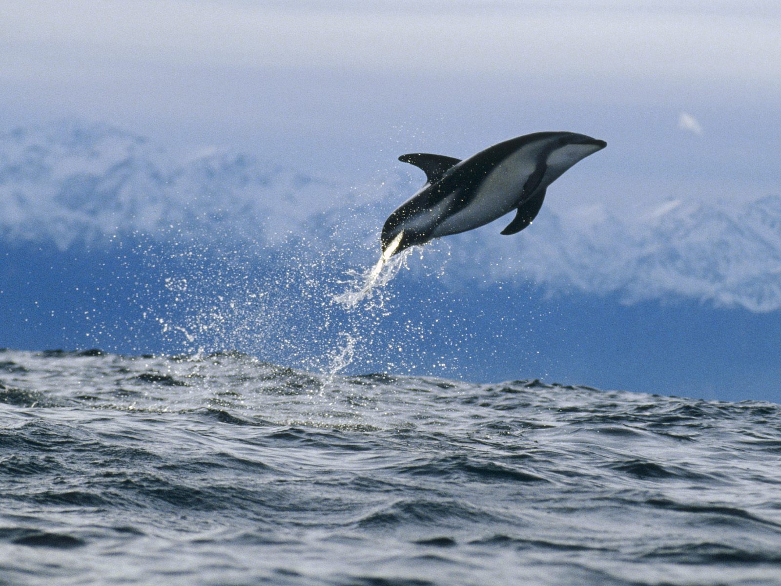 дельфин летящий над водой, дельфин прыгающий, море, красивые обои, Dolphin flying over the water, the dolphin jump, sea, beautiful wallpaper
