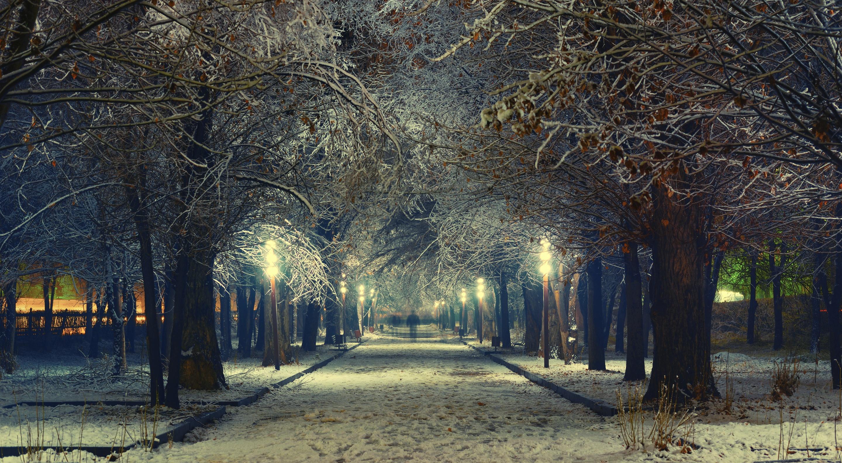 деревья, снег, зимний вечер, trees, snow, winter evening
