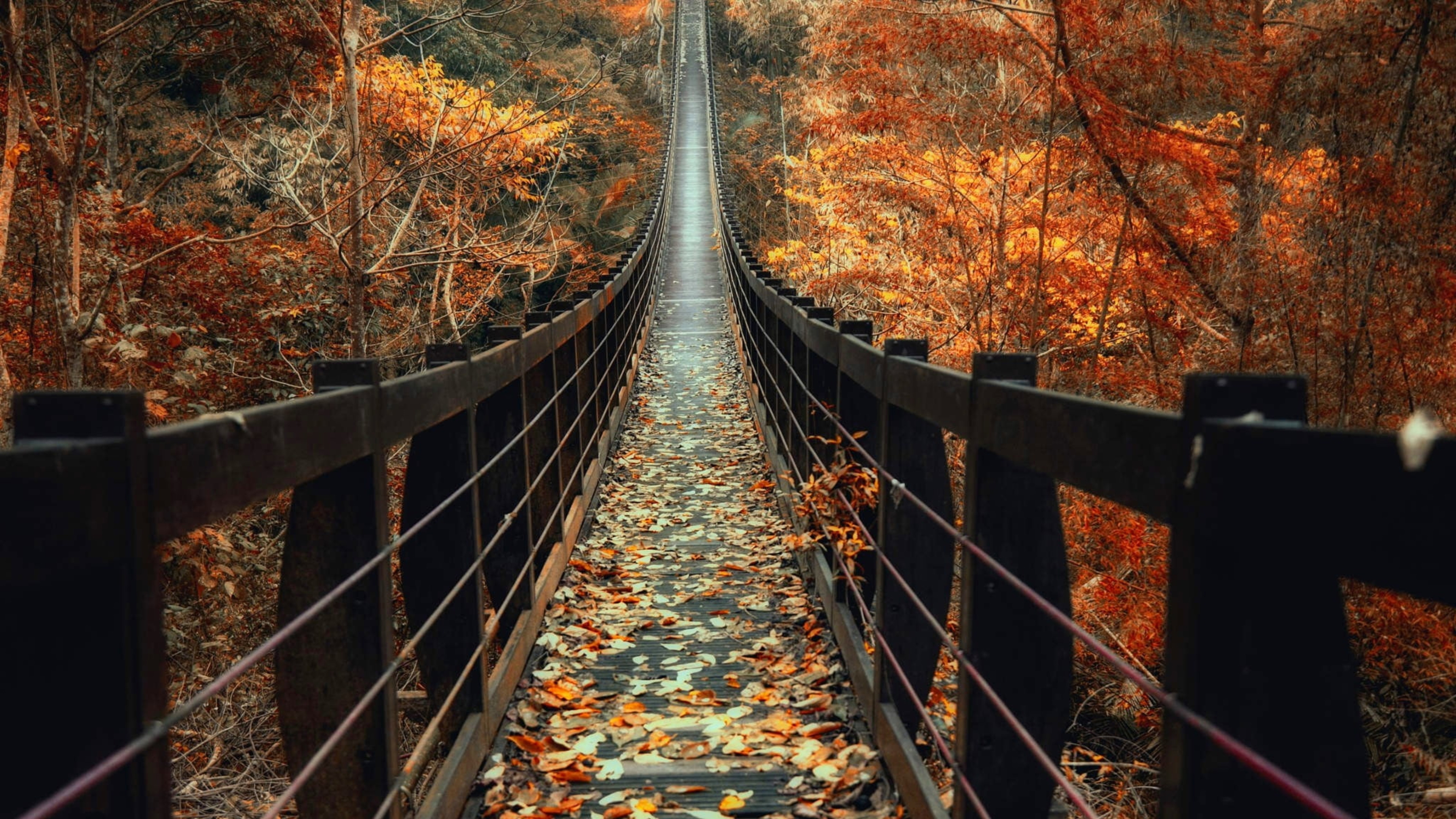 Фон рабочего стола где видно Фото бесплатно осень, деревянный мост, опавшие  листья, 3840х2160 4к обои