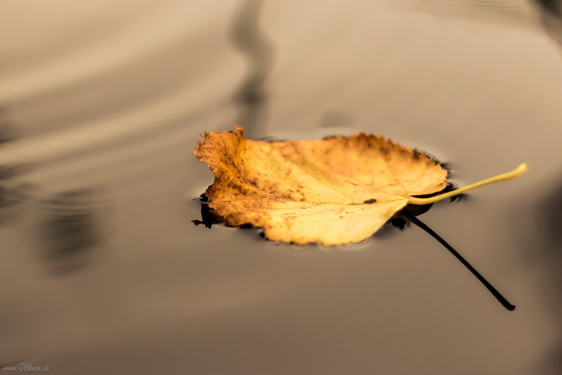 опавший лист в луже, осень, минимализм