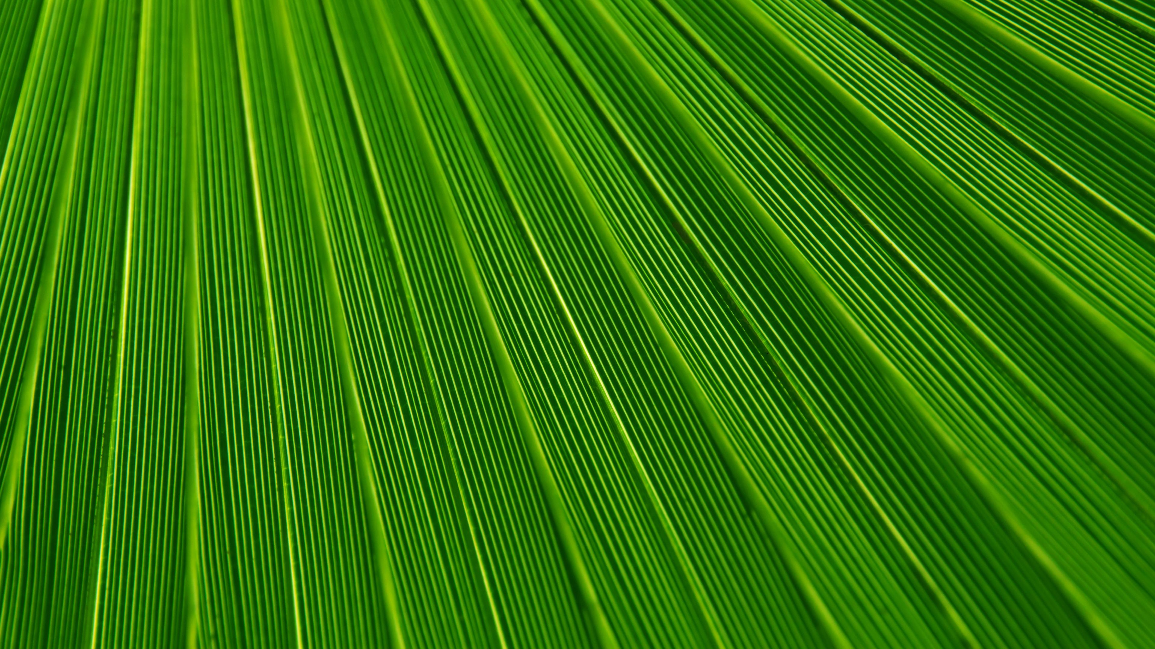 текстура, ярко-зелёные обои, зелёный лист, 3840х2150, 4к обои