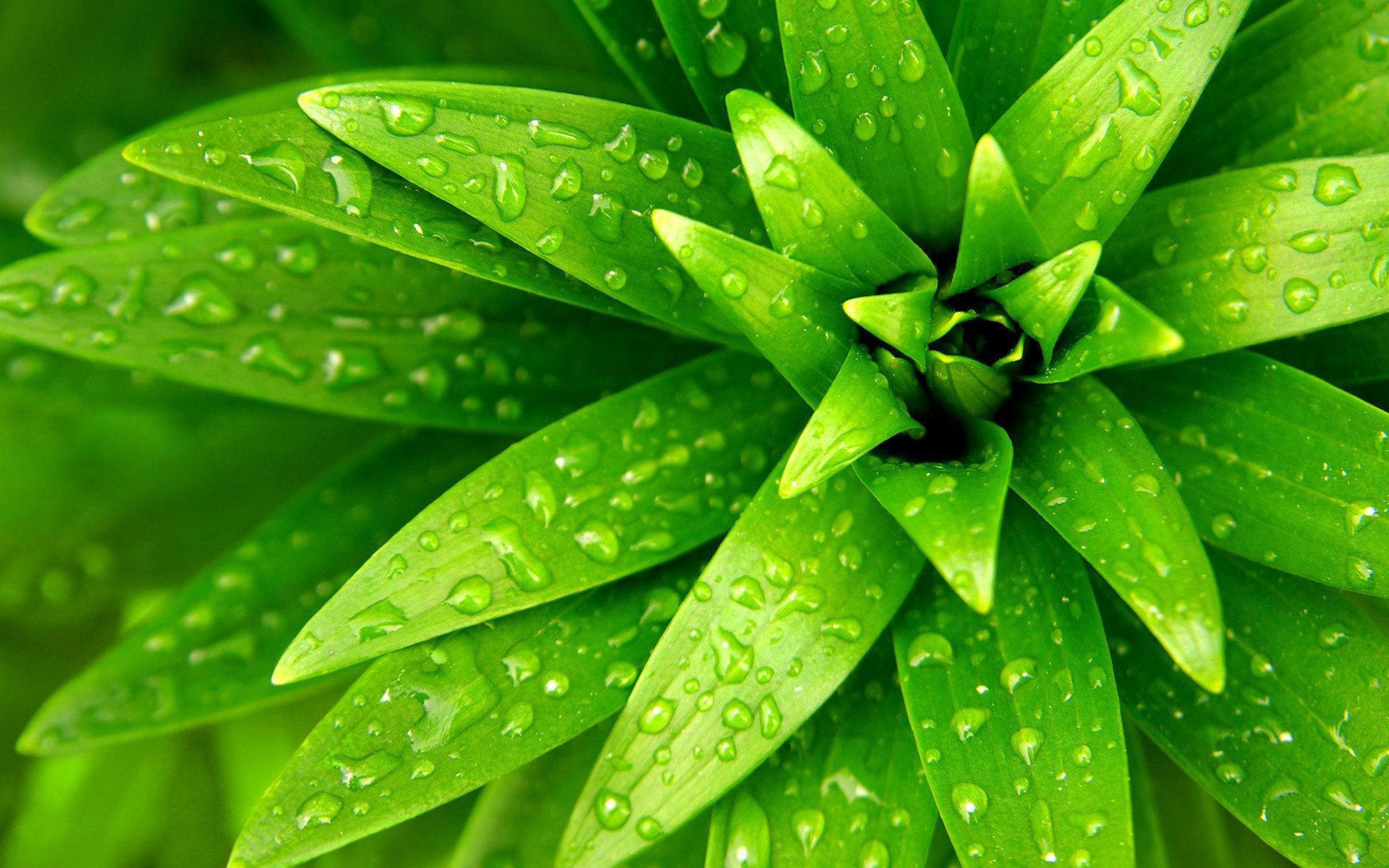 зеленое растение, роса, капли, великолепные обои для рабочего стола, макро, green plant with dew drops, beautiful wallpaper for your desktop, macro
