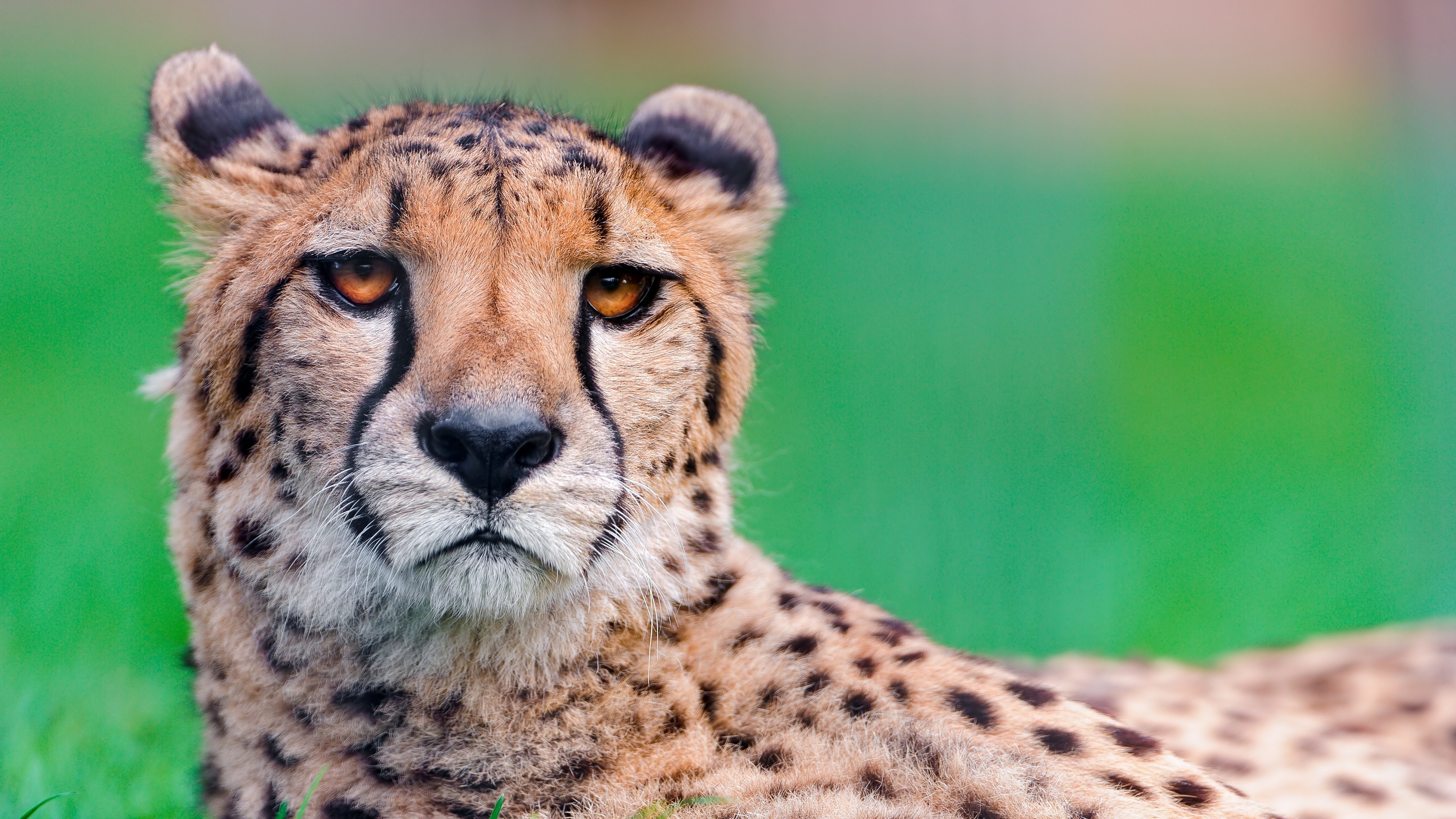 Фото бесплатно обои гепард, дикая природа, кошки, 3840х2160 4к обои