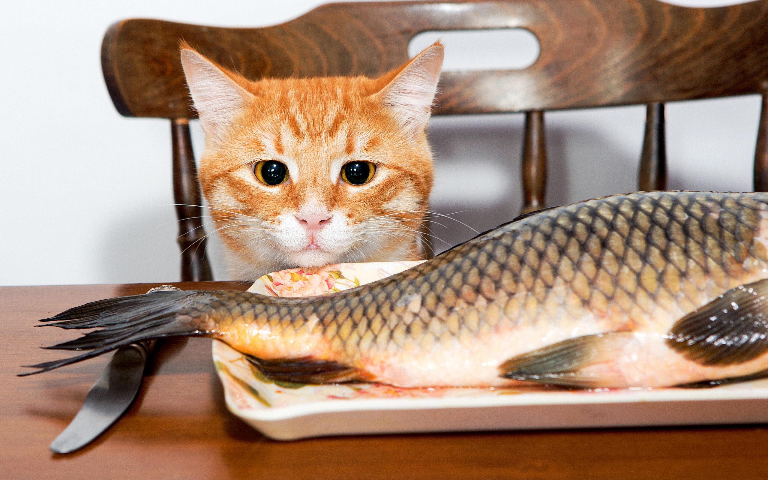 рыжий кот на стуле, смотрит на рыбу, смешные домашние любимцы, Red cat on a chair, looks at the fish, funny pets