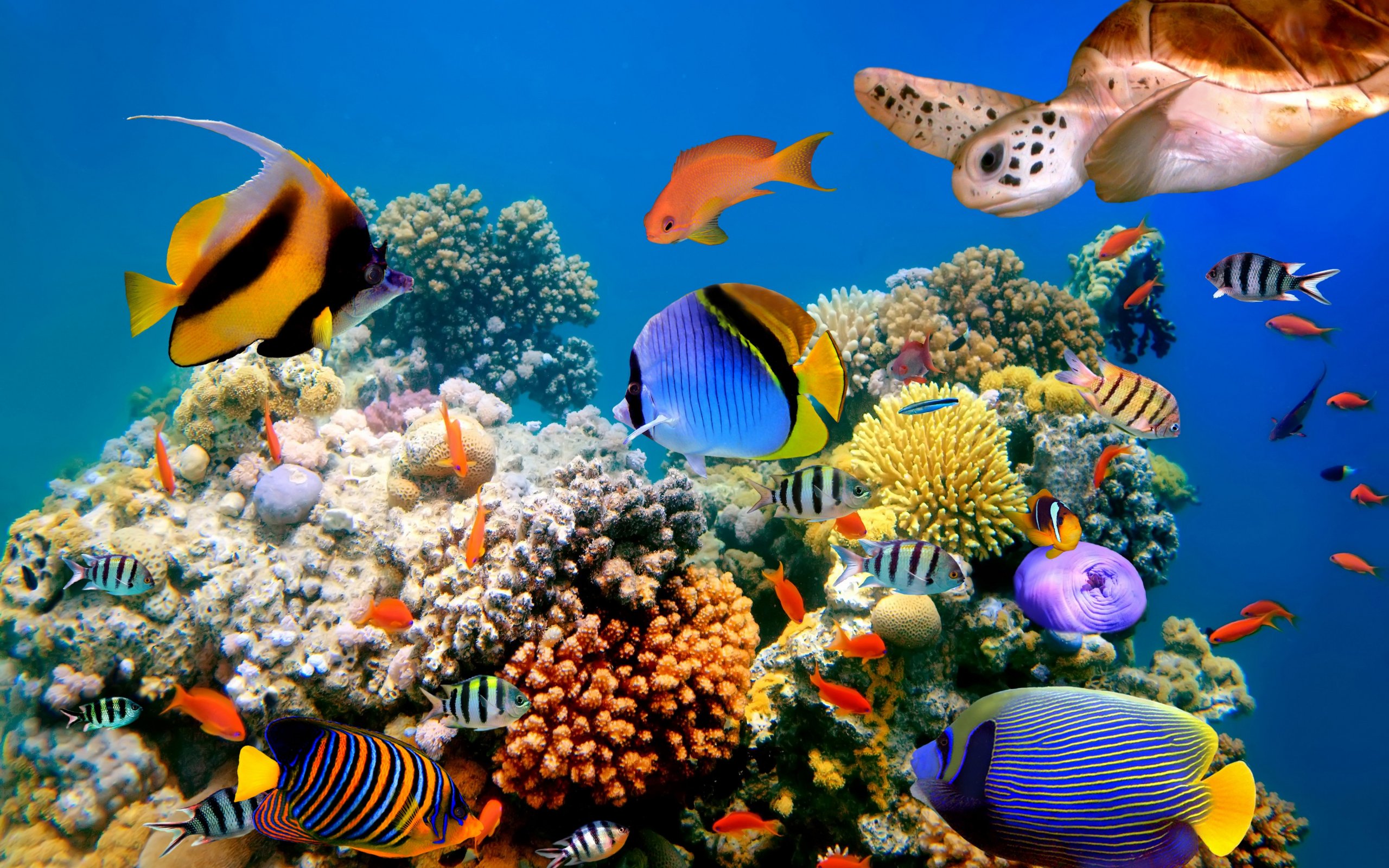 подводный мир, рыбки, черепаха, морские растения, очень красивые заставки, Underwater world, fish, turtle, sea plants, very beautiful screensavers