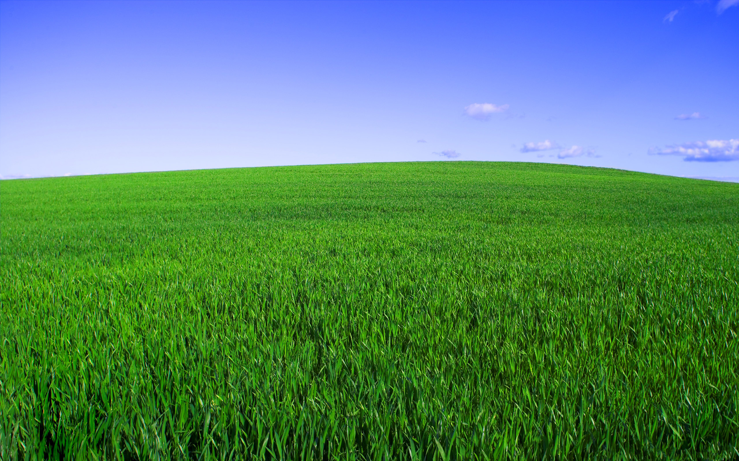 зеленая трава, горизонт, голубое небо, природа, лето, красивые обои, Green grass, horizon, blue sky, nature, summer, beautiful wallpaper