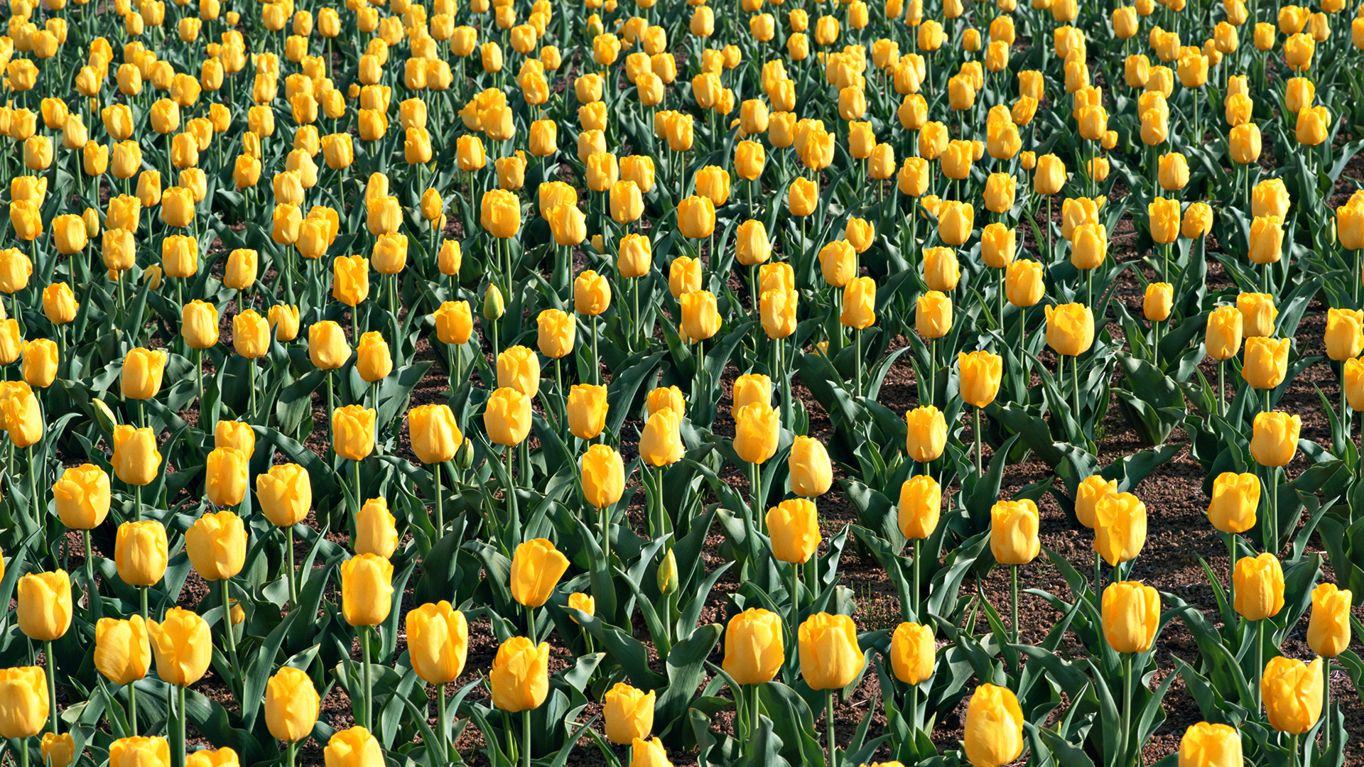 поле желтых тюльпан, весенние цветы, природа, field of yellow tulip, spring flowers, nature