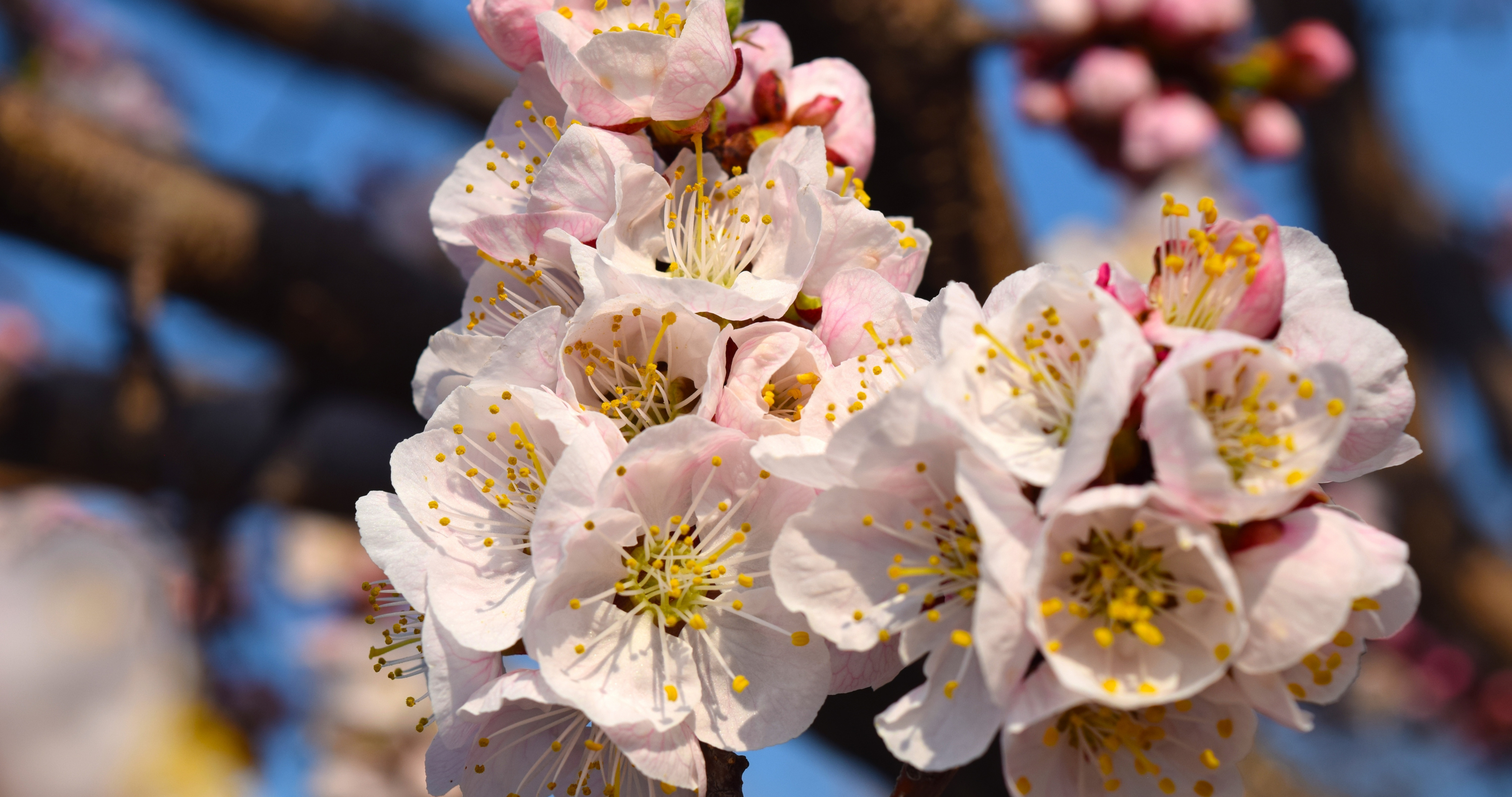 Обои на рабочий стол весна, ветви, бесплатные, крупным планом, цветок абрикоса, макро