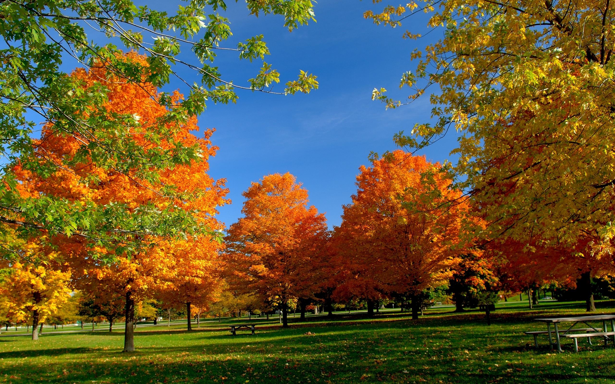 hd wallpaper, Park, autumn, nature, trees, yellow leaves, парк, осень, природа, деревья, желтые листья