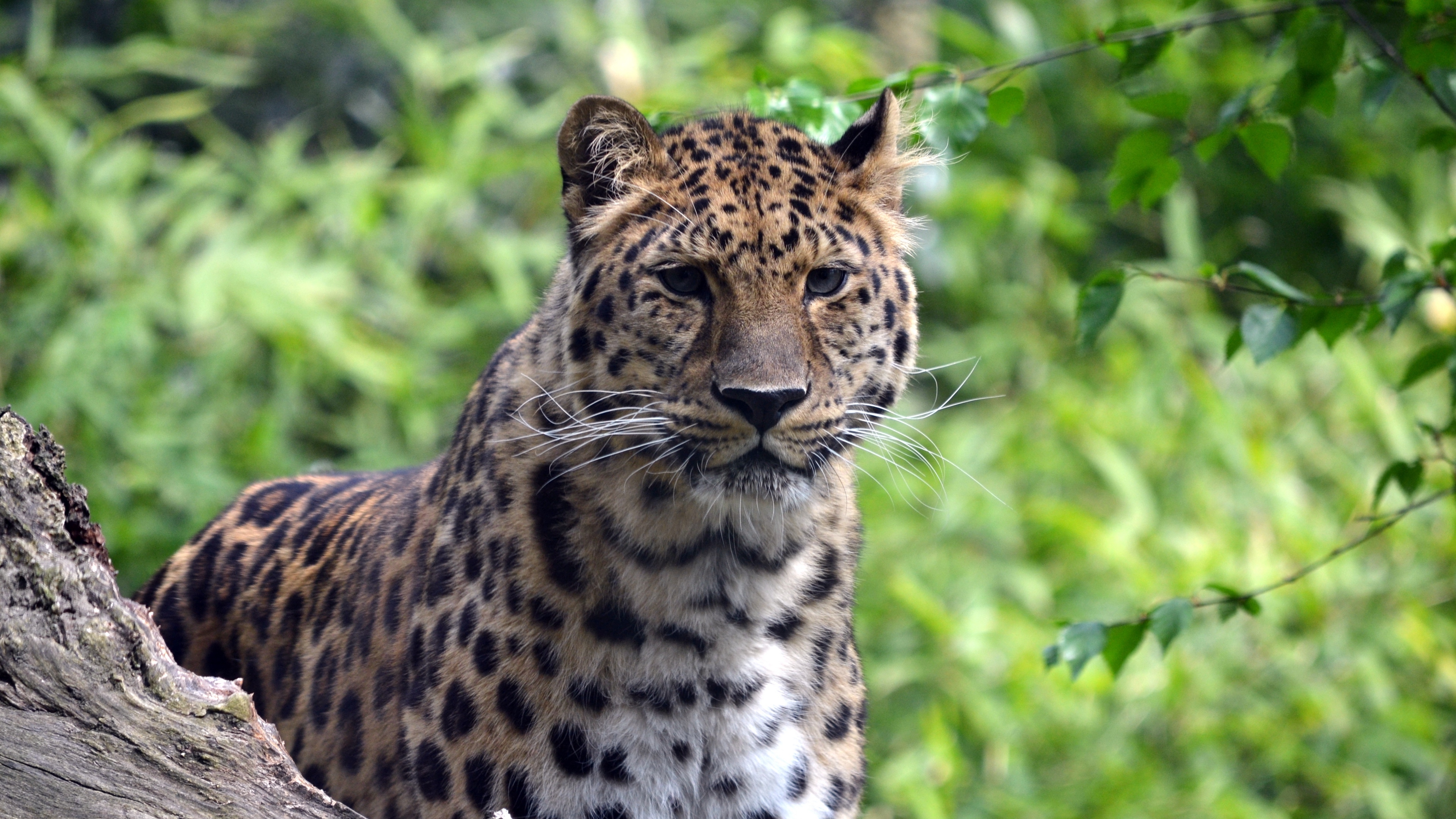 гепард, пятнистая большая кошка, дикие животные, зелёный фон, 3840х2160, 4к обои