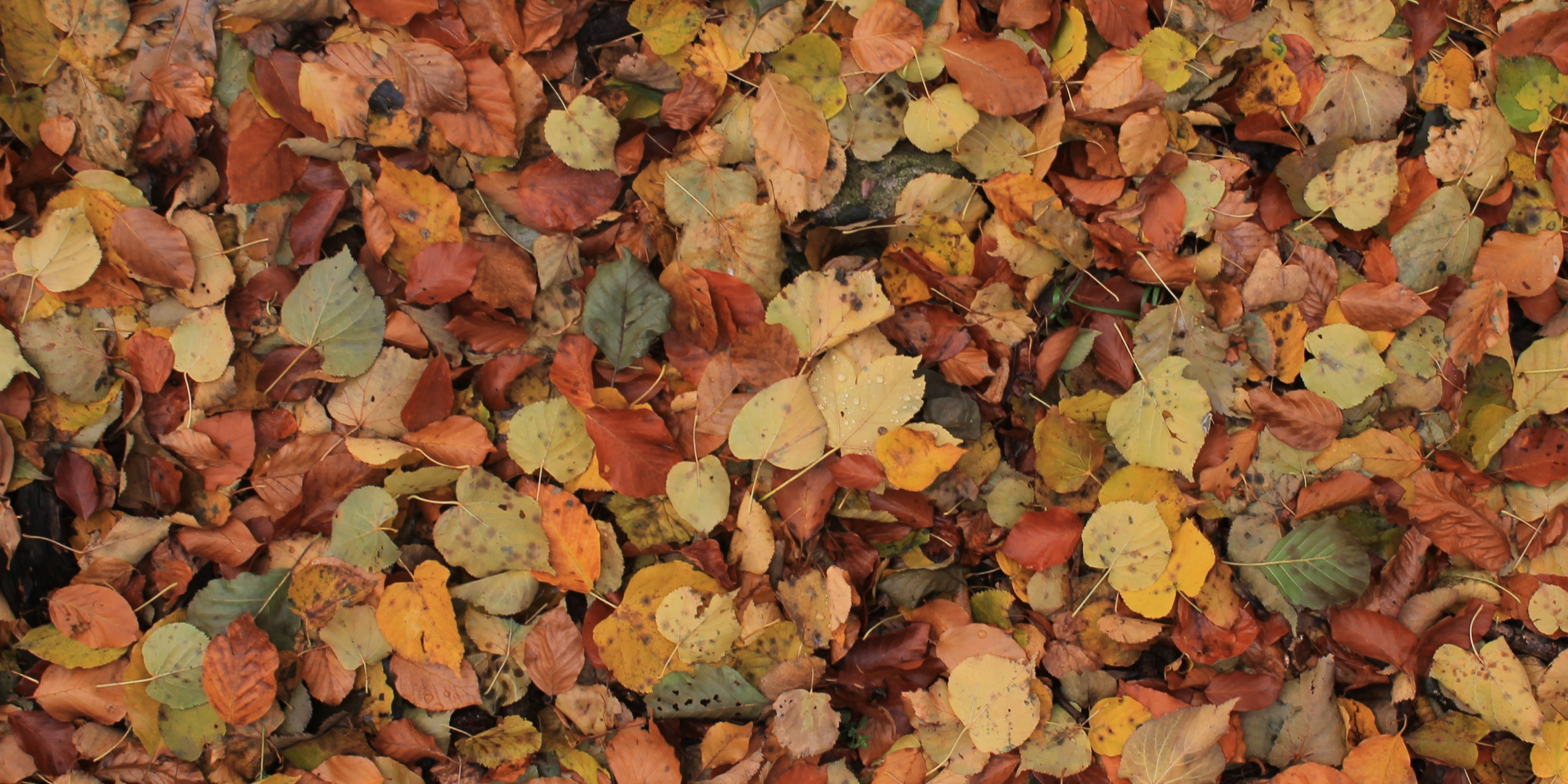 опавшие листья на земле, осенняя текстура