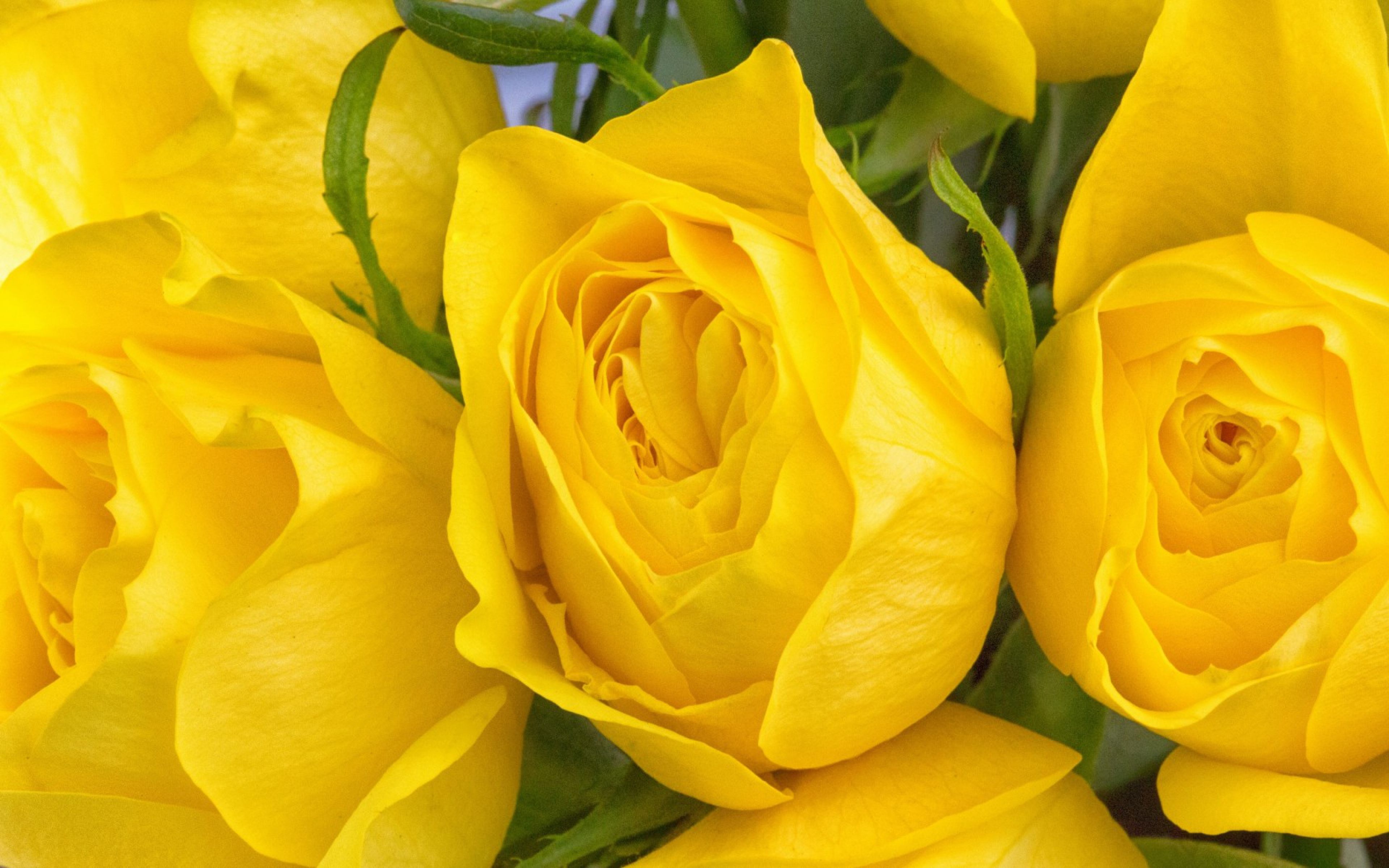 4К, Flowers, yellow roses, bouquet, beautiful wallpaper, цветы, желтые розы, букет, красивые обои