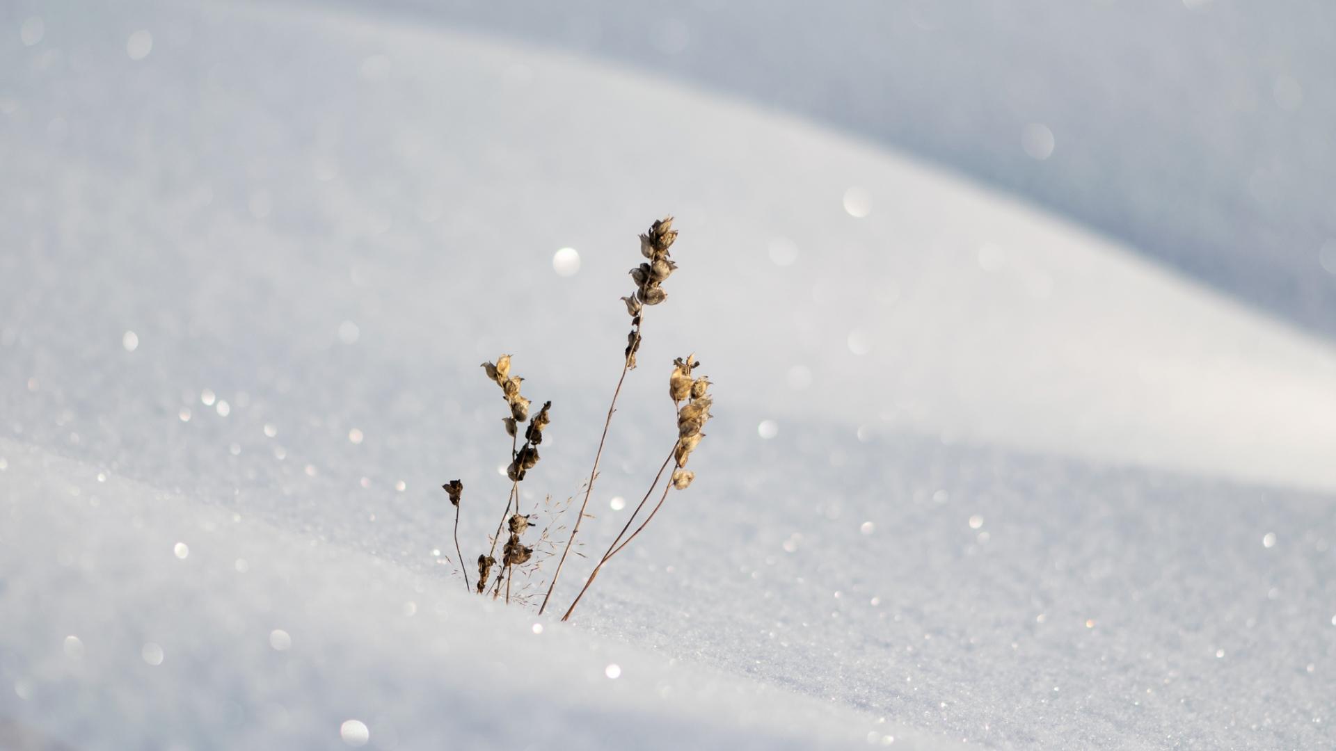 зима, минимализм, снег, мороз, сухое растение