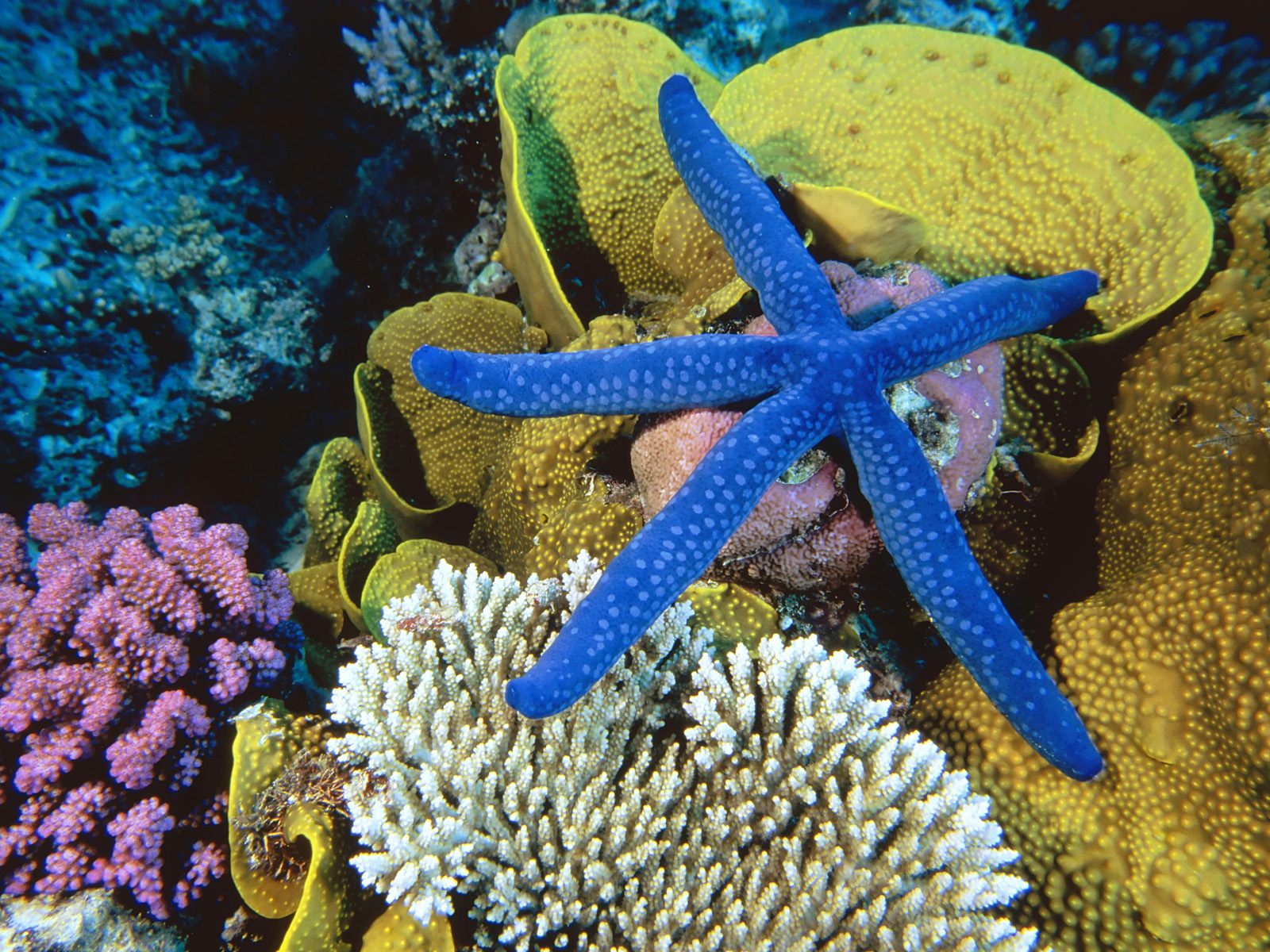 рыбы, кораллы, морская звезда, морское дно, подводный мир, обои HD, fish, corals, starfish, sea floor, underwater, wallpaper HD