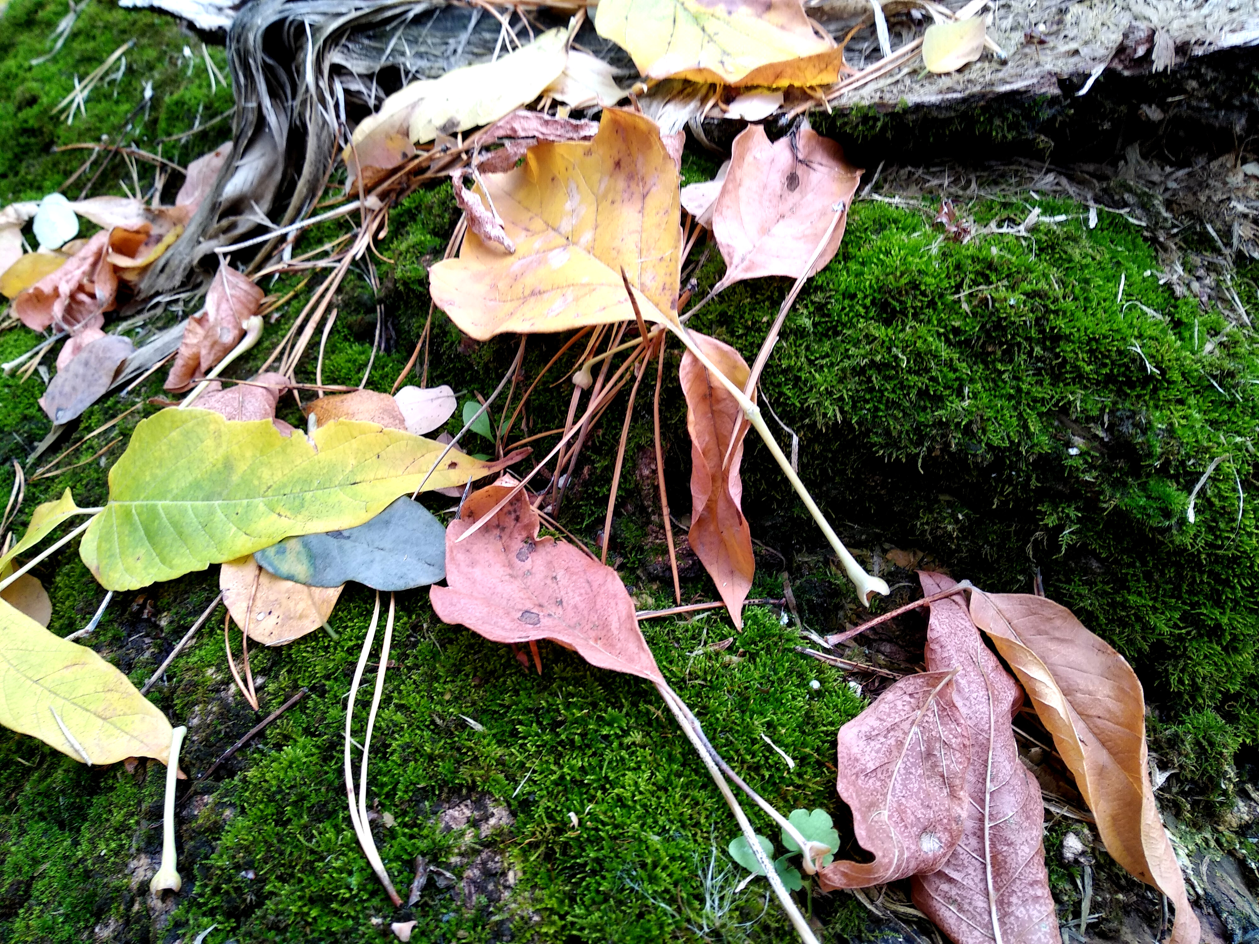 природа, осень, зеленый мох, сухие листья, макро, 4К, nature, autumn, green moss, dry leaves, macro, 4K