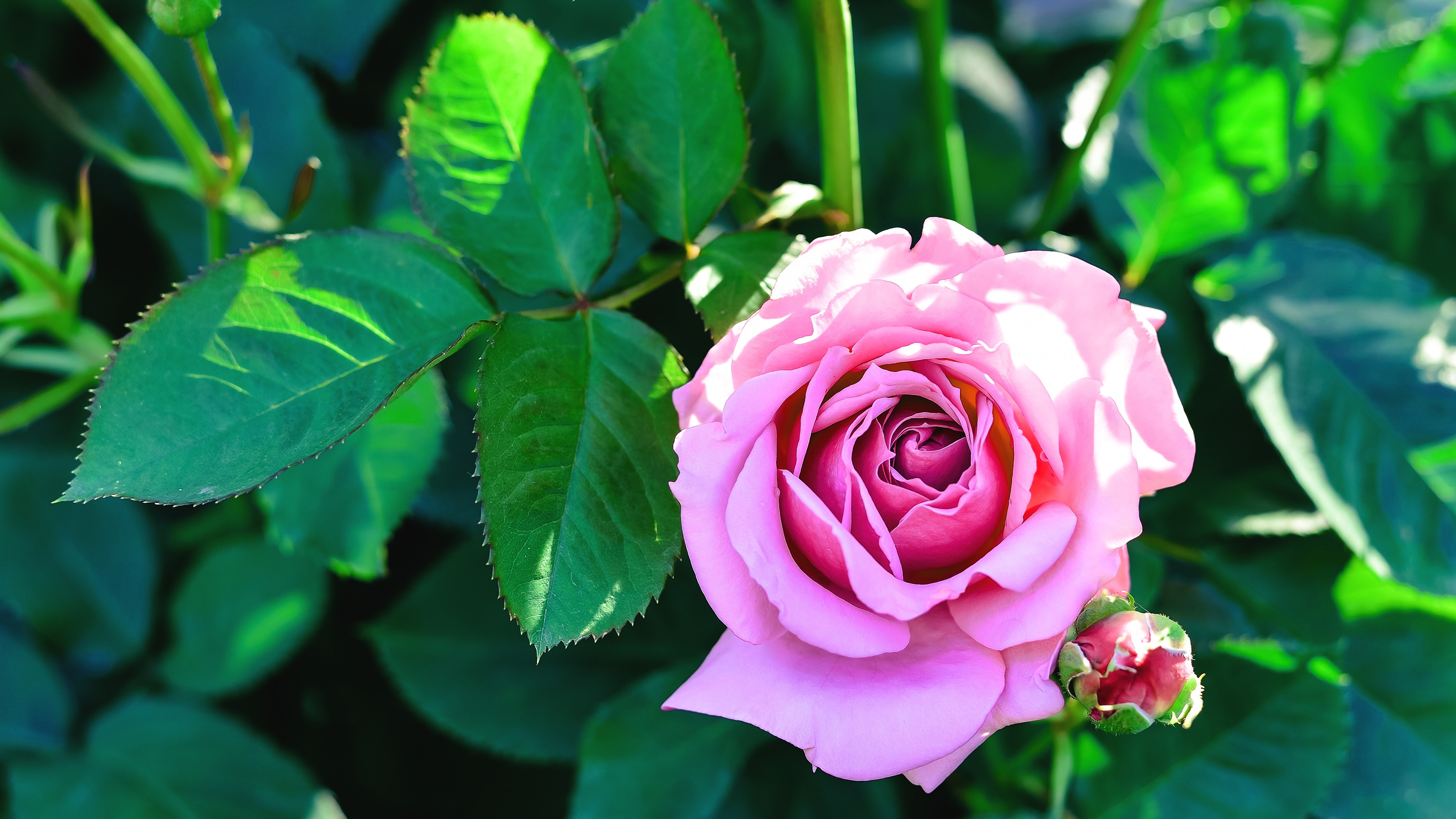 3840х2160, обои 4к, розовая  роза, куст, зеленые листья, бутон, лето,  pink rose, bush, green leaves, bud, summer