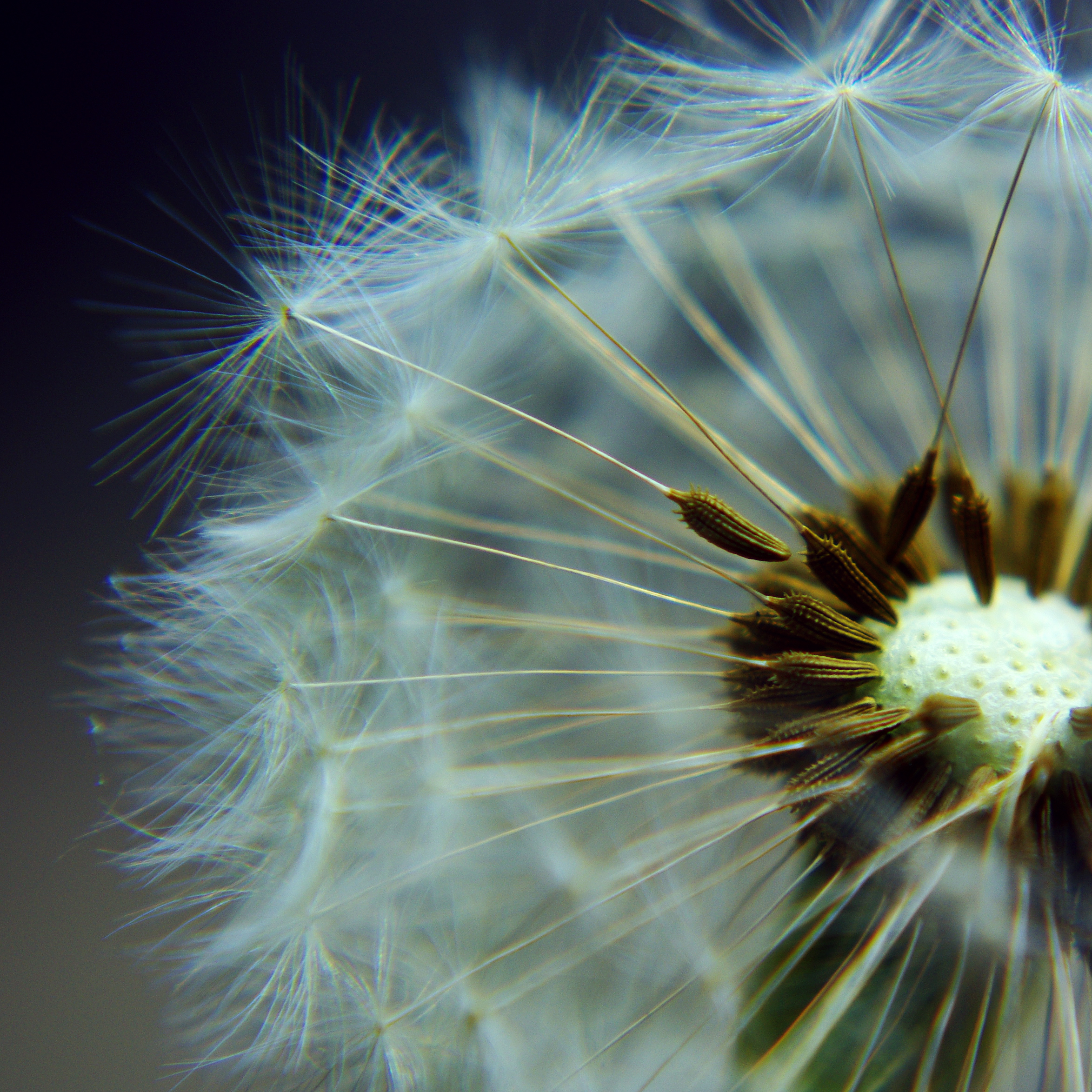 парашютики в увеличенном виде, макро, одуванчик, цветы, parachutes is magnified, close-up, dandelion, flowers