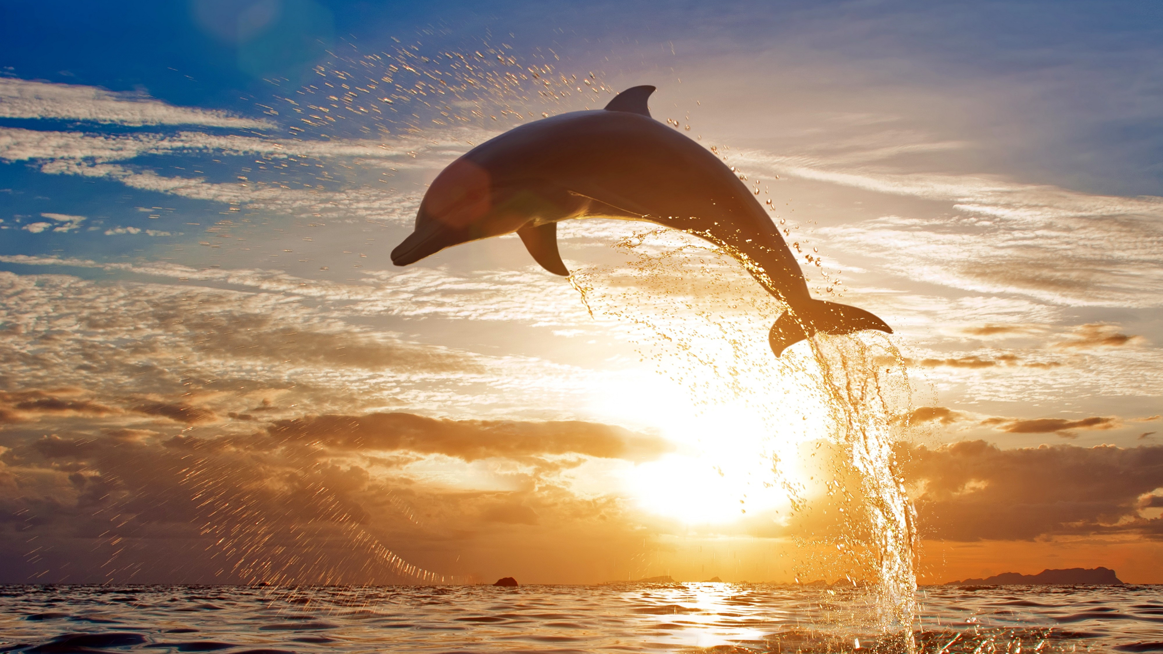 афалина, дельфин, китообразные, морское животное, закат, Иравади, море, дельфин в прыжке, 3840х2160, 4к