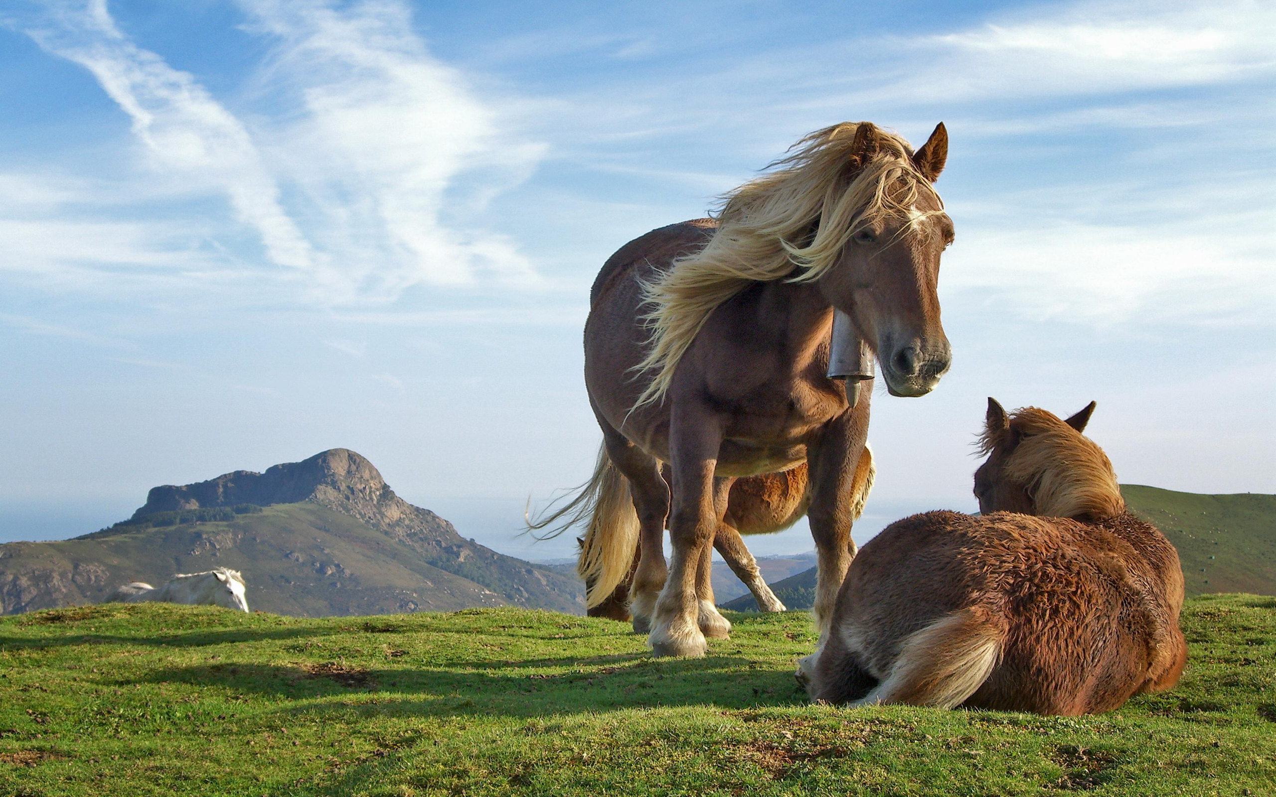 кони, животные, трава, горы, небо, фото, Horses, animals, grass, mountains, sky, photo