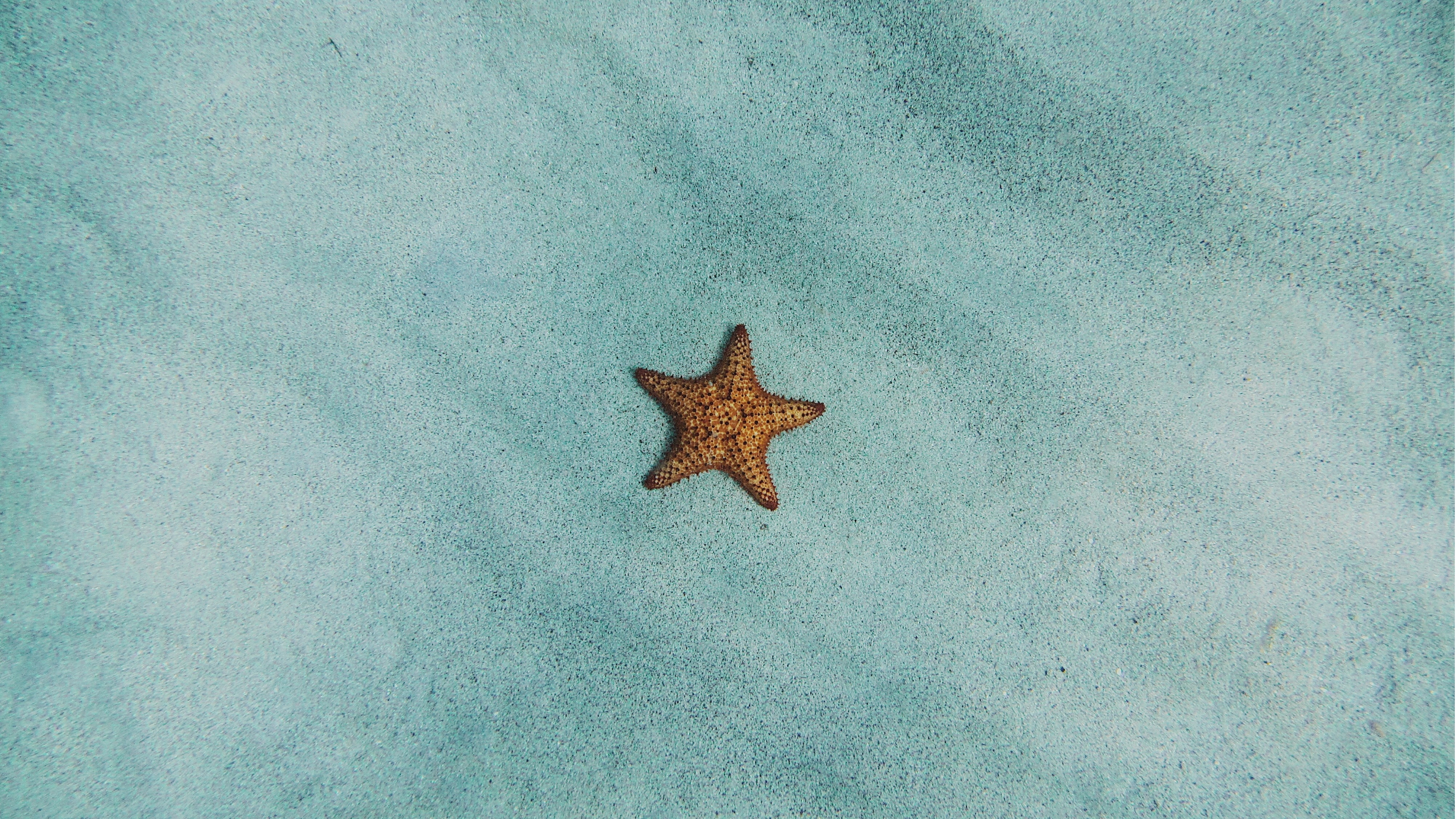 морская звезда, берег, бирюза, поверхность, минимализм, морские обитатели, 3840х2160