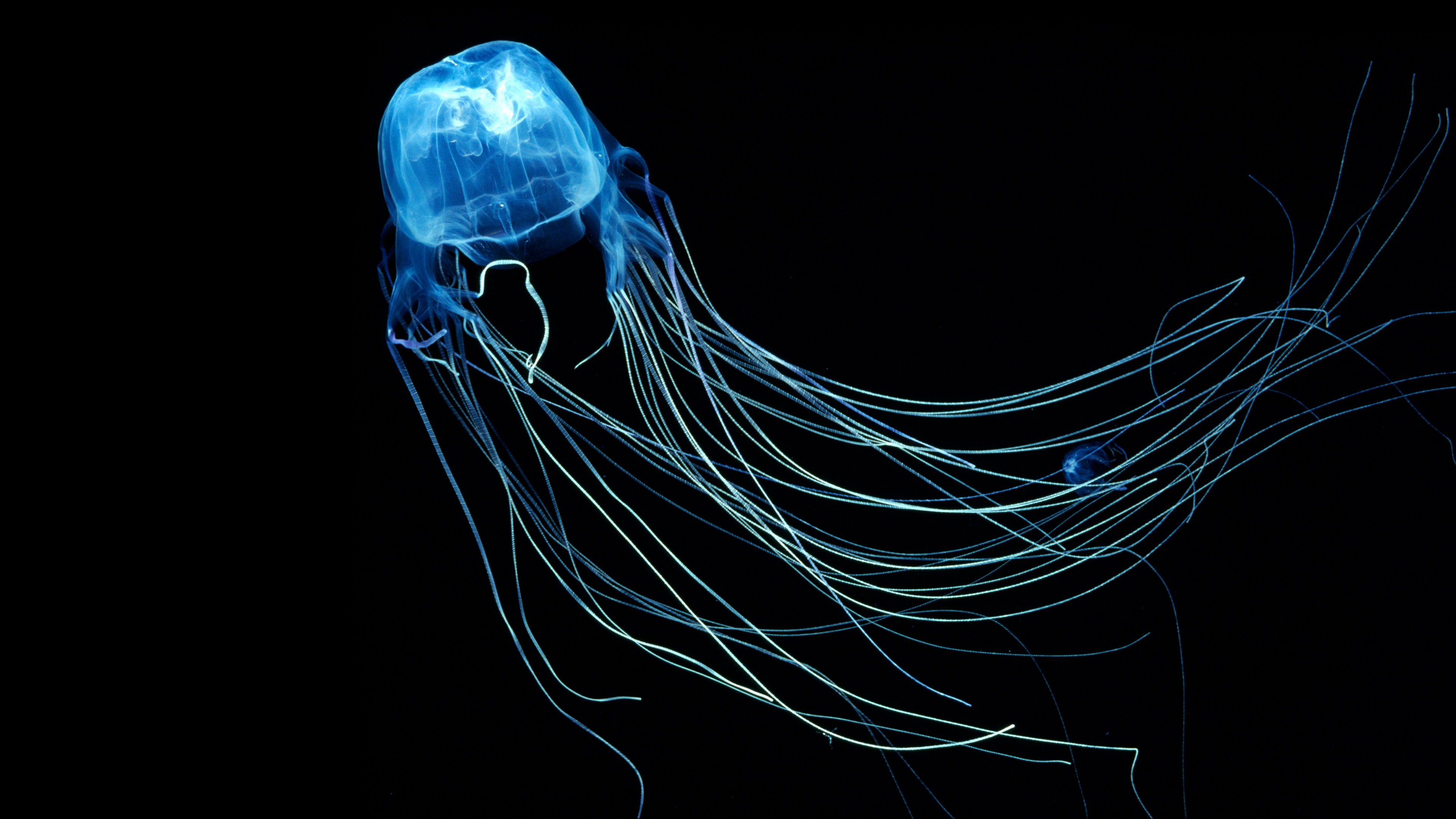 медуза, глубина, омут, темнота, 3840x2160, 4k