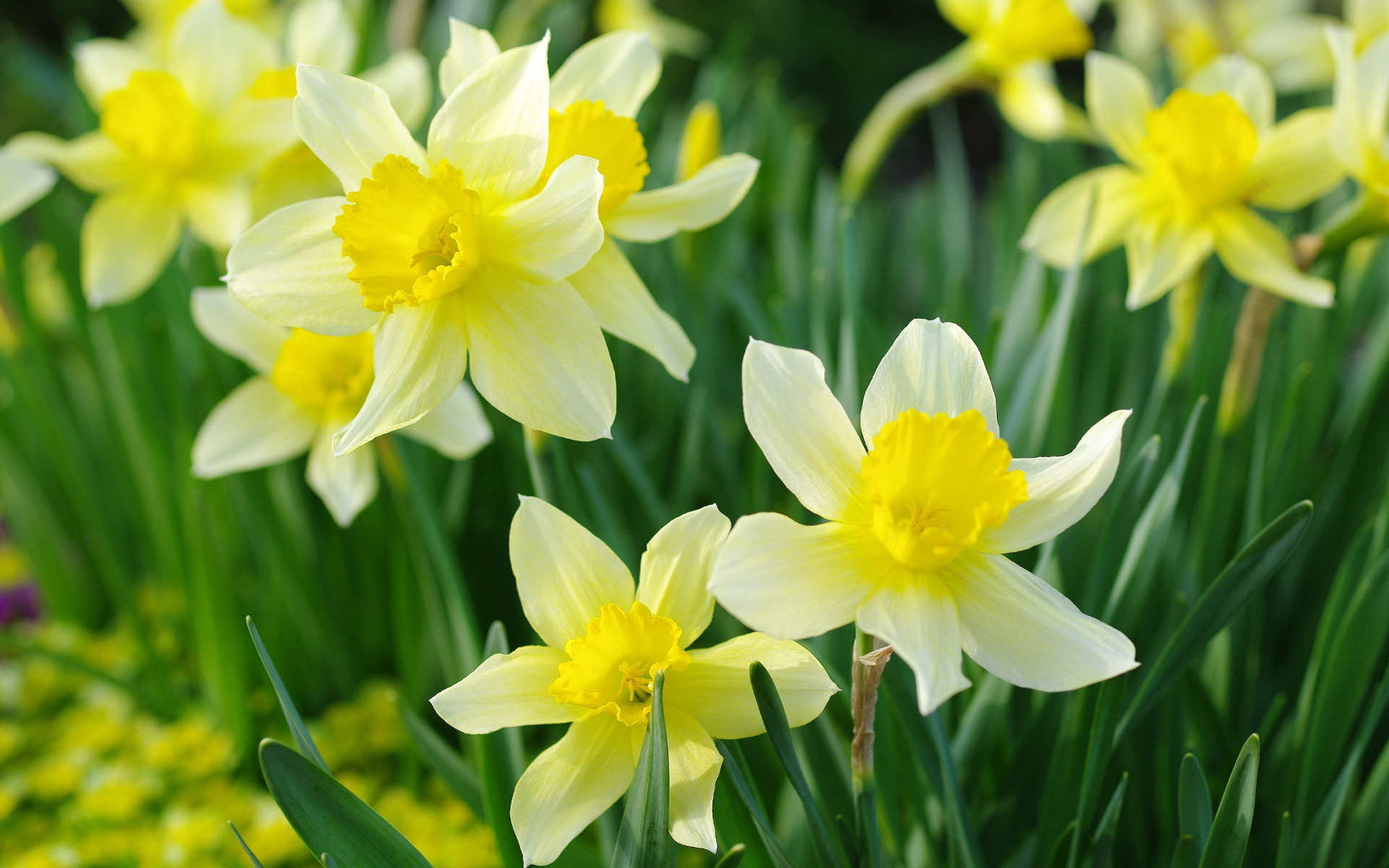 white daffodils, spring flowers, spring, flowers, holiday, beautiful wallpaper, белые нарциссы, весенние цветы, весна, цветы, праздник, красивые обои