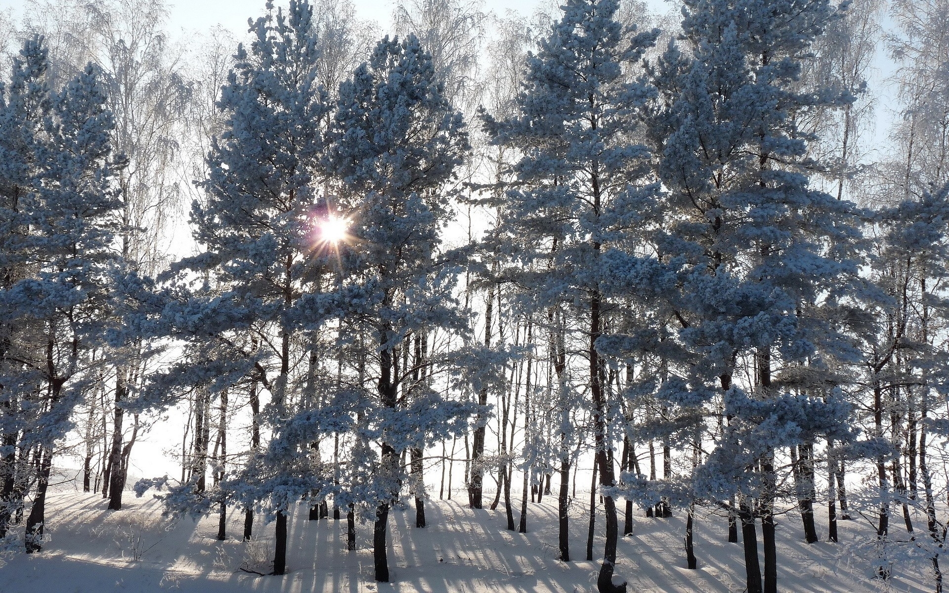 Деревья в снегу и солнечные лучи, бесплатное фото, зима, природа, лес