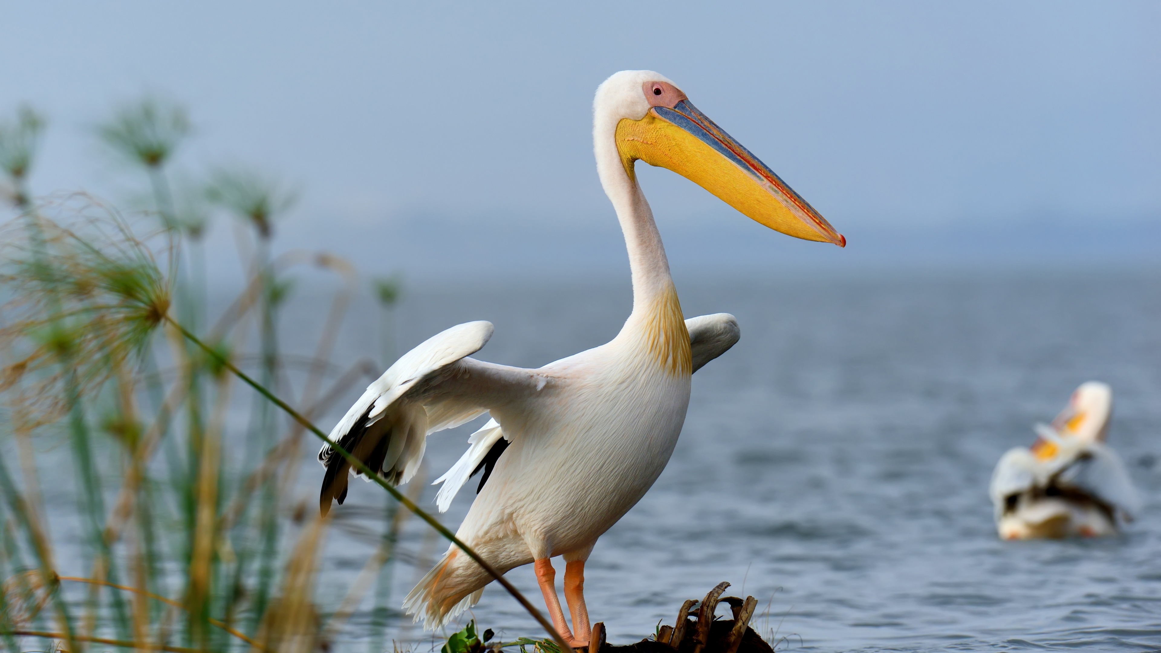 пеликан, птица, озеро, 3840х2160 4к обои