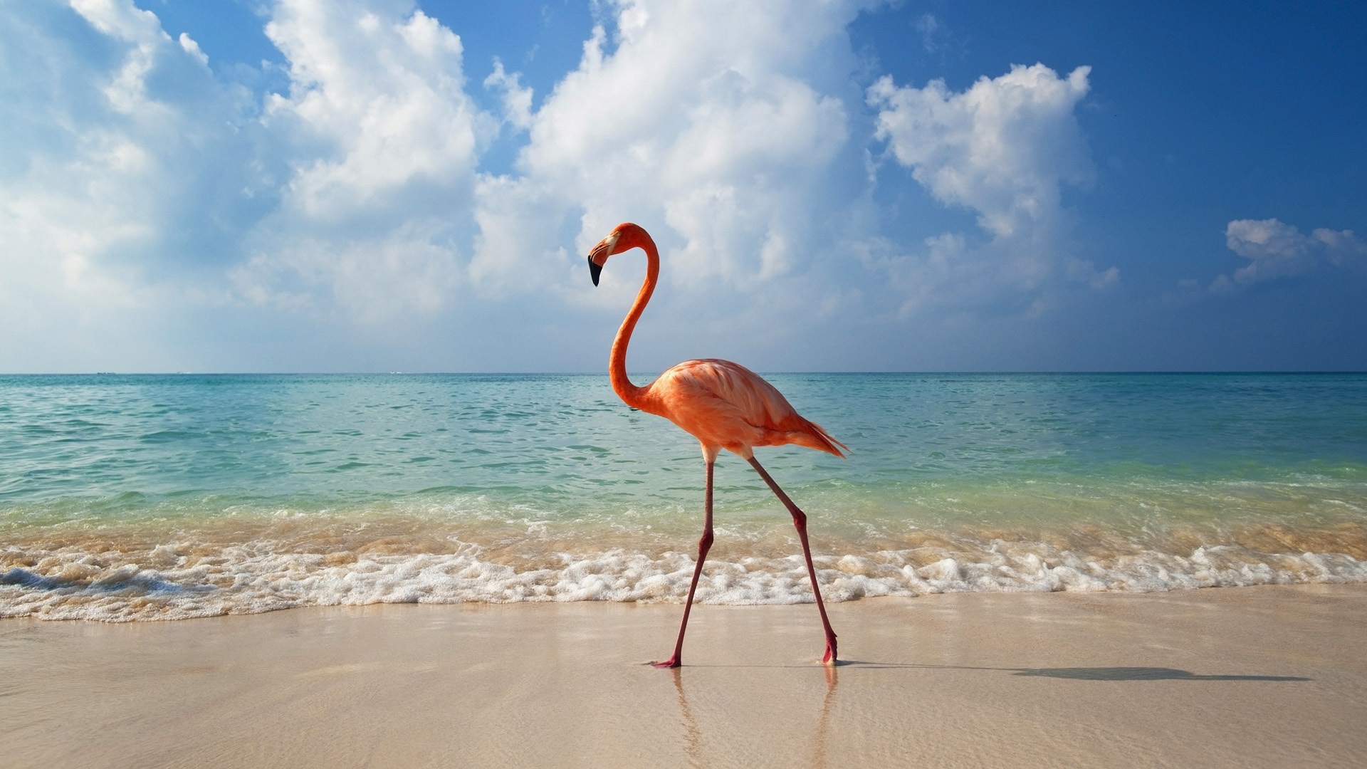 розовый фламинго идет по пляжу, море, волны, песок, птица, облака, горизонт, pink flamingo goes along the beach, the sea, waves, sand, bird, clouds, horizon