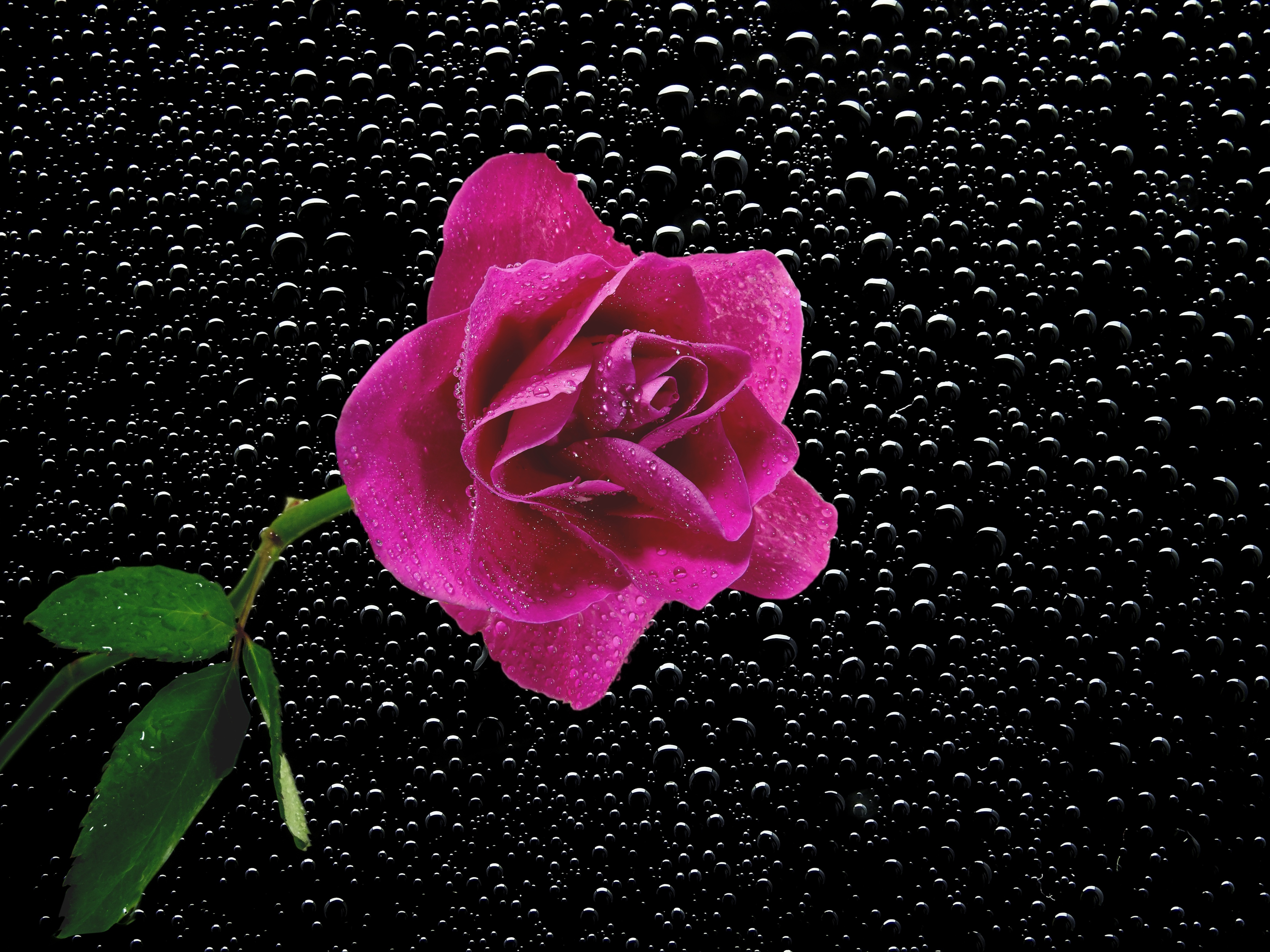 Фото бесплатно роза, розовый бутон, флора, пузыри, цветок, минимализм, чёрный фон