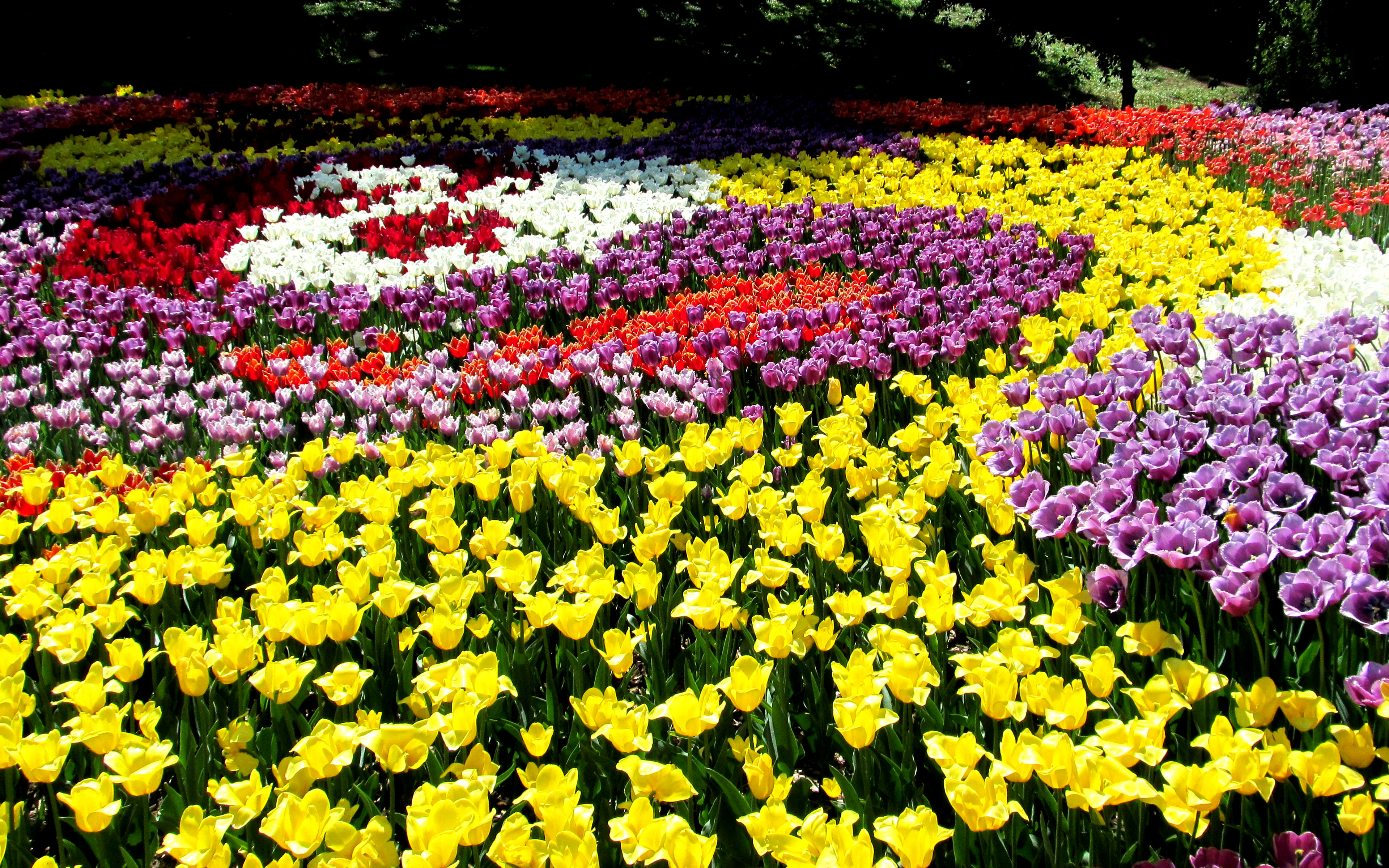 3840х2400 4к композиция с разноцветных тюльпанов цветы
