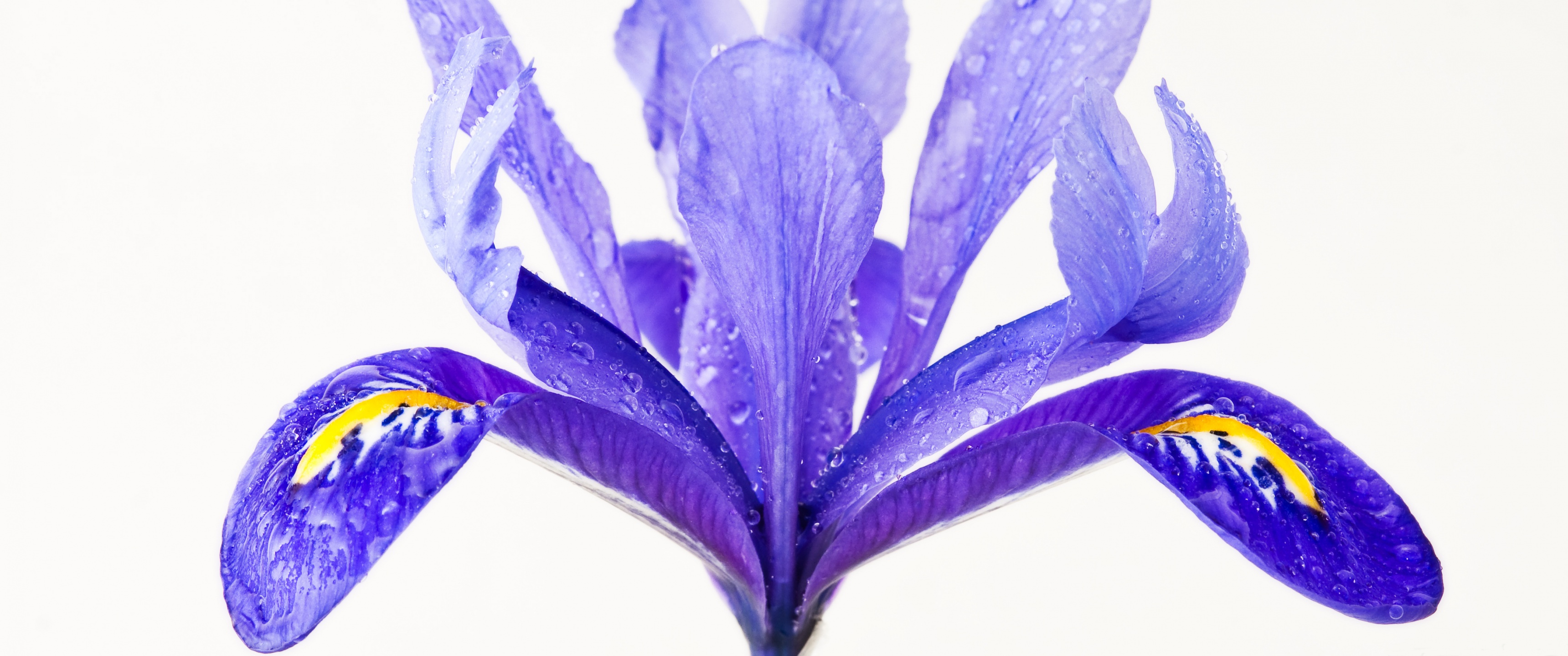 water drops on a purple iris flower, макро, петушки, фиолетовый цветок на белом фоне