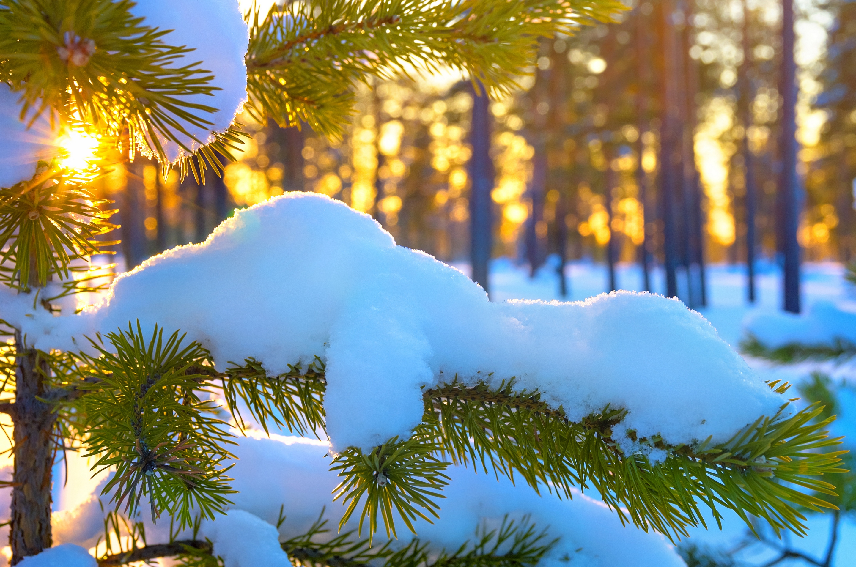 природа, зимний пейзаж, хвойное дерево, снег на ветках, лес, солнце, потепление, nature, winter landscape, conifer, snow on the branches, forest, sun, warming